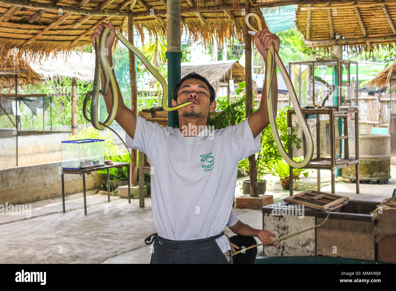Mae Rim, Chiang Mai, Thaïlande - 25 juillet 2011 : formateur avec King Cobra Snake à Mae Sa Ferme aux serpents. célèbre parce qu'ils ont filmé certaines scènes du film John Rambo. Banque D'Images