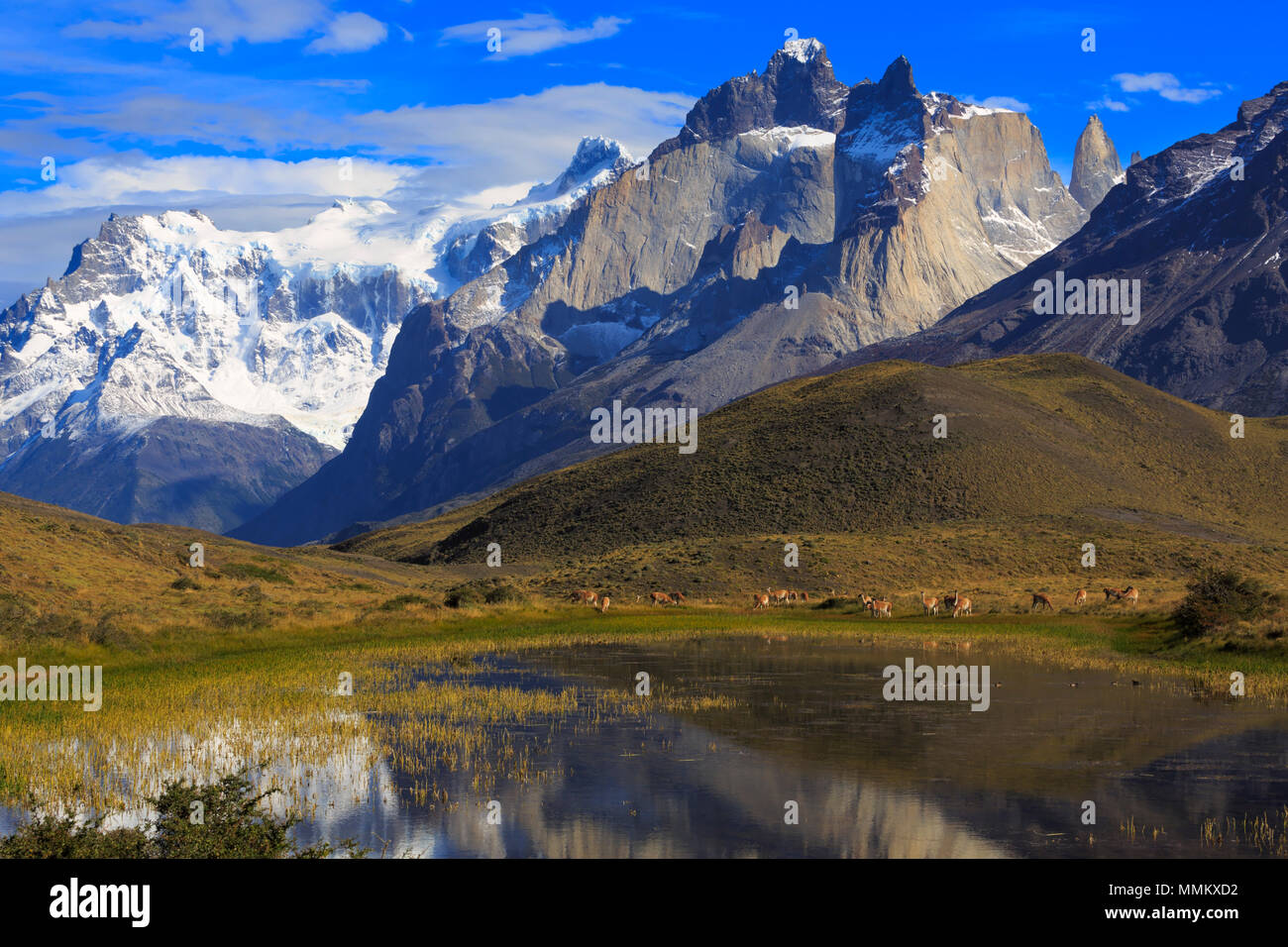 Parc National Torres del Paine, en Patagonie, au Chili. Guanacos paissent au bord d'un lagon. Banque D'Images
