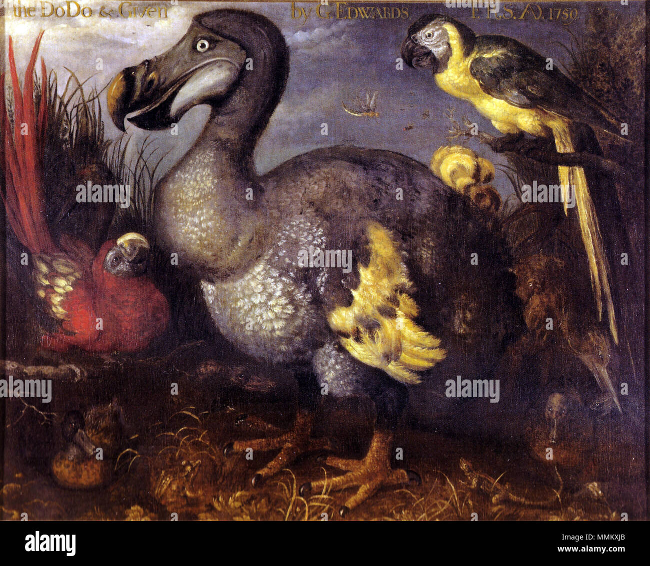 . L'un des plus célèbres et souvent copiés de peintures un Dodo spécimen, comme peint par Roelant Savery à la fin des années 1620. L'image est entré en possession de l'ornithologiste George Edwards, qui a donné plus tard à la British Museum, d'où le nom. L'oiseau d'avaler une grenouille dans le coin inférieur droit peut être l'extinction de même Rail rouge. Il a également été suggéré que les deux perroquets sont le moindre Antillean Macaw (à gauche) et la Martinique (droite). . Fin des années 1620. Roelant Savery (1576-1639) Noms alternatifs Roelant Savery, Saverij, Roeland Roeland Maertensz. Savery, Roelandt Savery, Banque D'Images