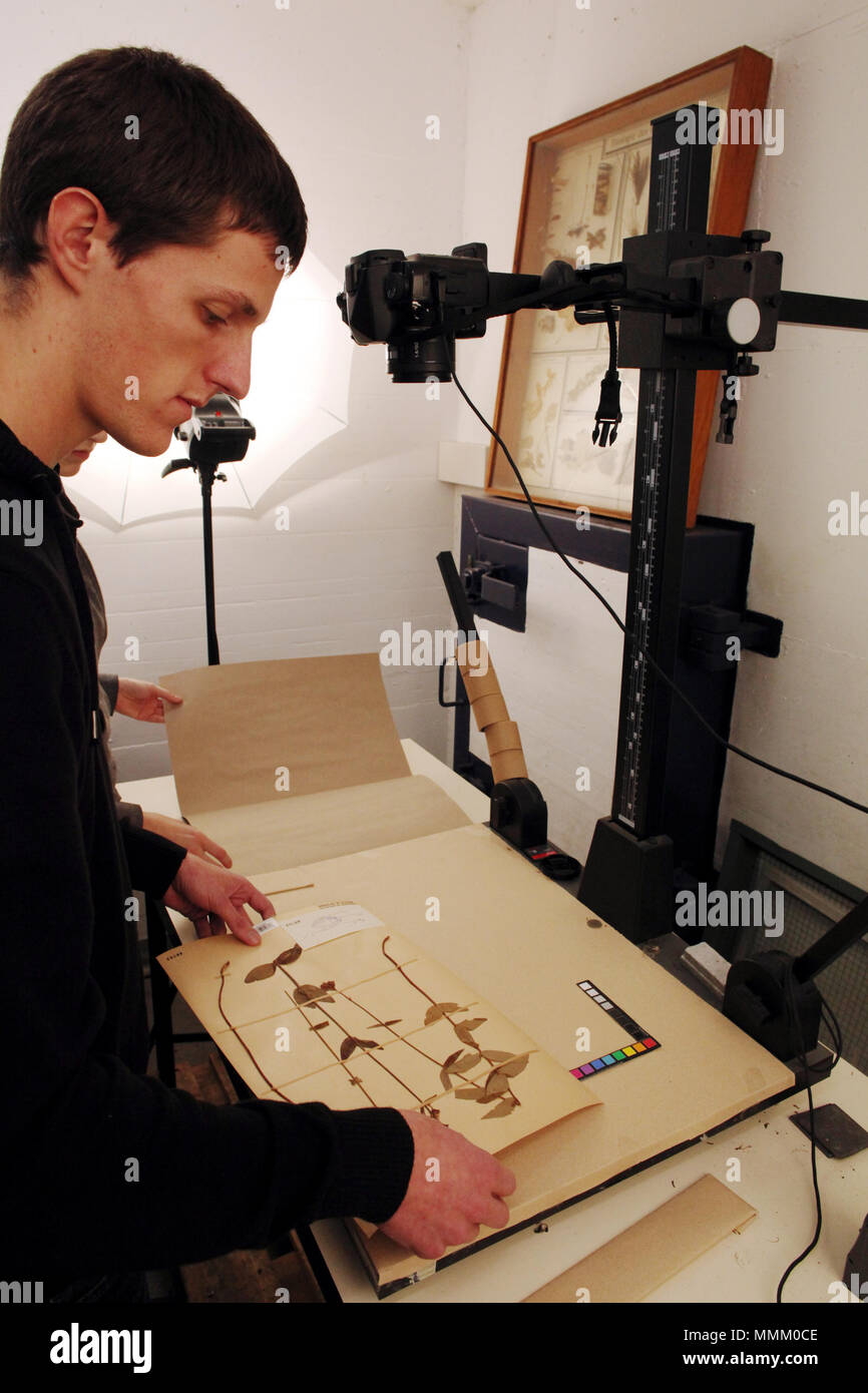 . Neuchâtel Projet Herbier Making-of . 14 novembre 2012, 17:06:52. Fabrication d'herbier Rama-IMG 6749 Banque D'Images