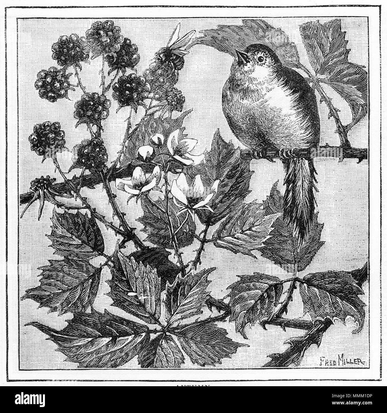 Gravure d'un Robin assis sur une branche d'un buisson ardent. À partir d'une gravure originale à la jeune fille son propre magazine papier 1883. Banque D'Images