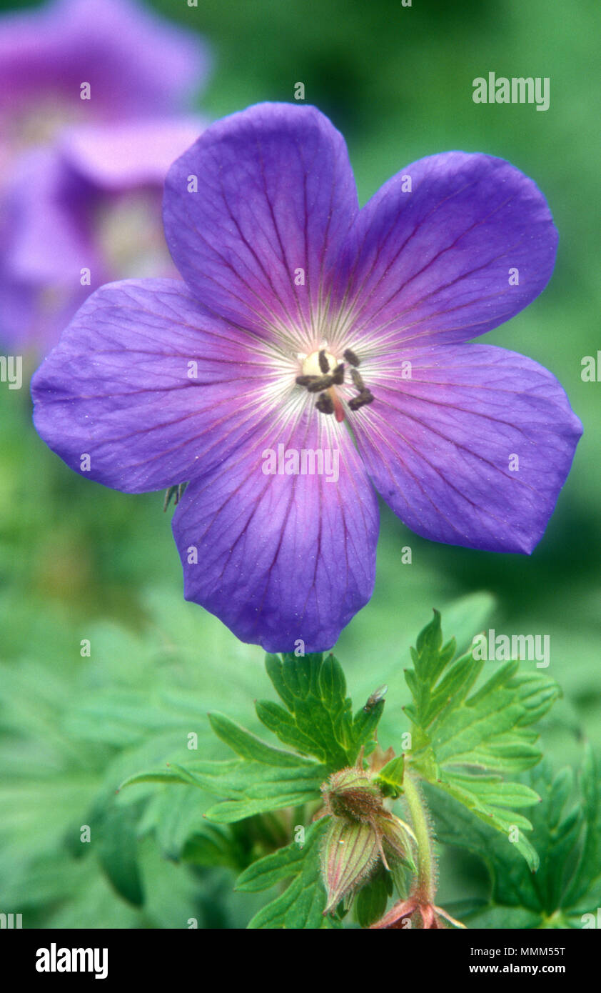 GROS PLAN D'UN GERANIUM HIMALAYENSE 'GRAVETYE' (GERANIUM VRAI) ÉGALEMENT CONNU SOUS LE NOM DE CRÂNES HIMALAYENS OU LILAS. Banque D'Images