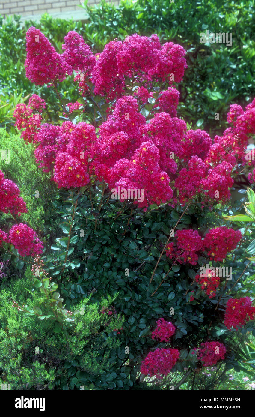 Crepe Myrtle (Lagerstroemia indica) Banque D'Images