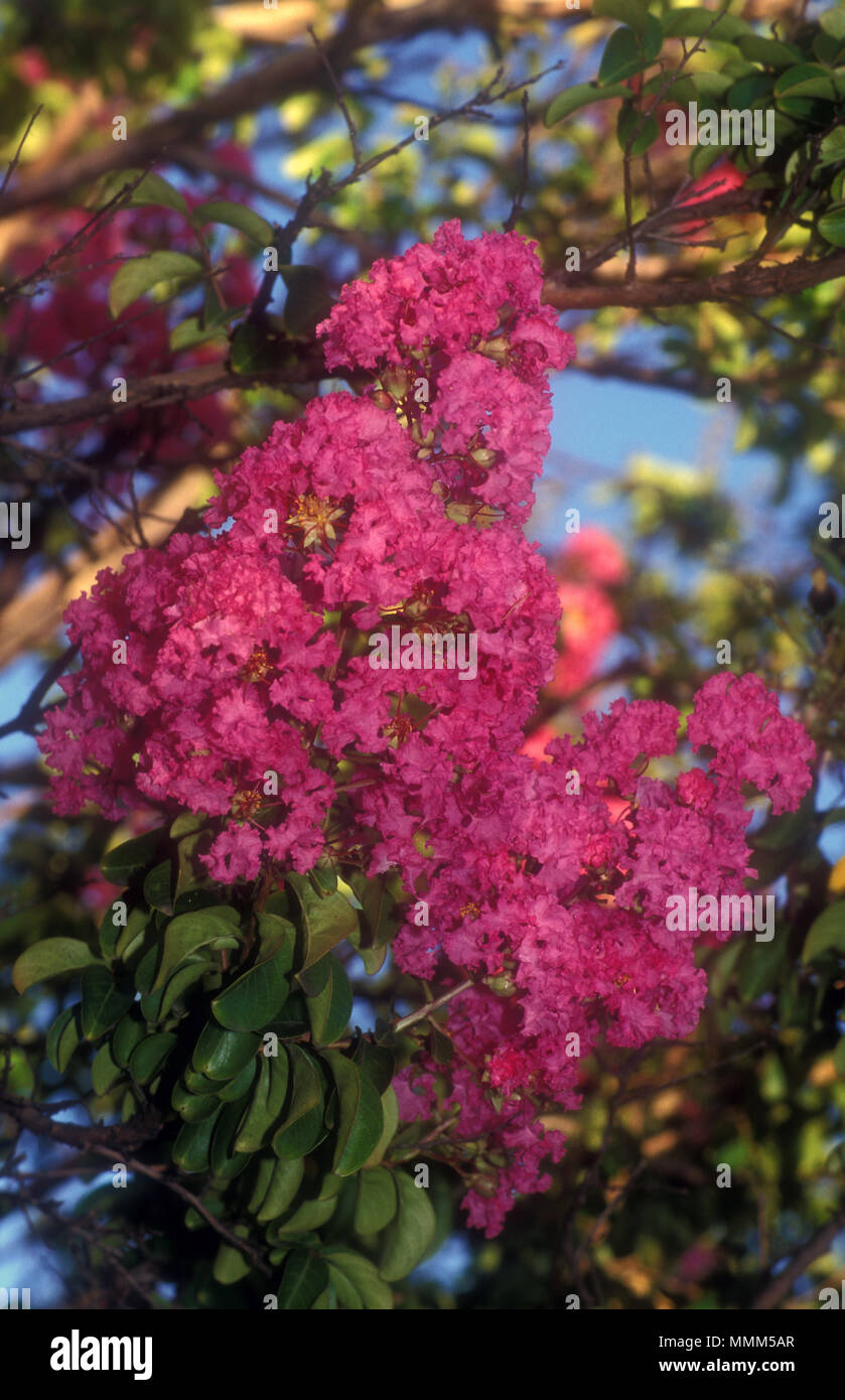 Crepe Myrtle (Lagerstroemia indica) Banque D'Images