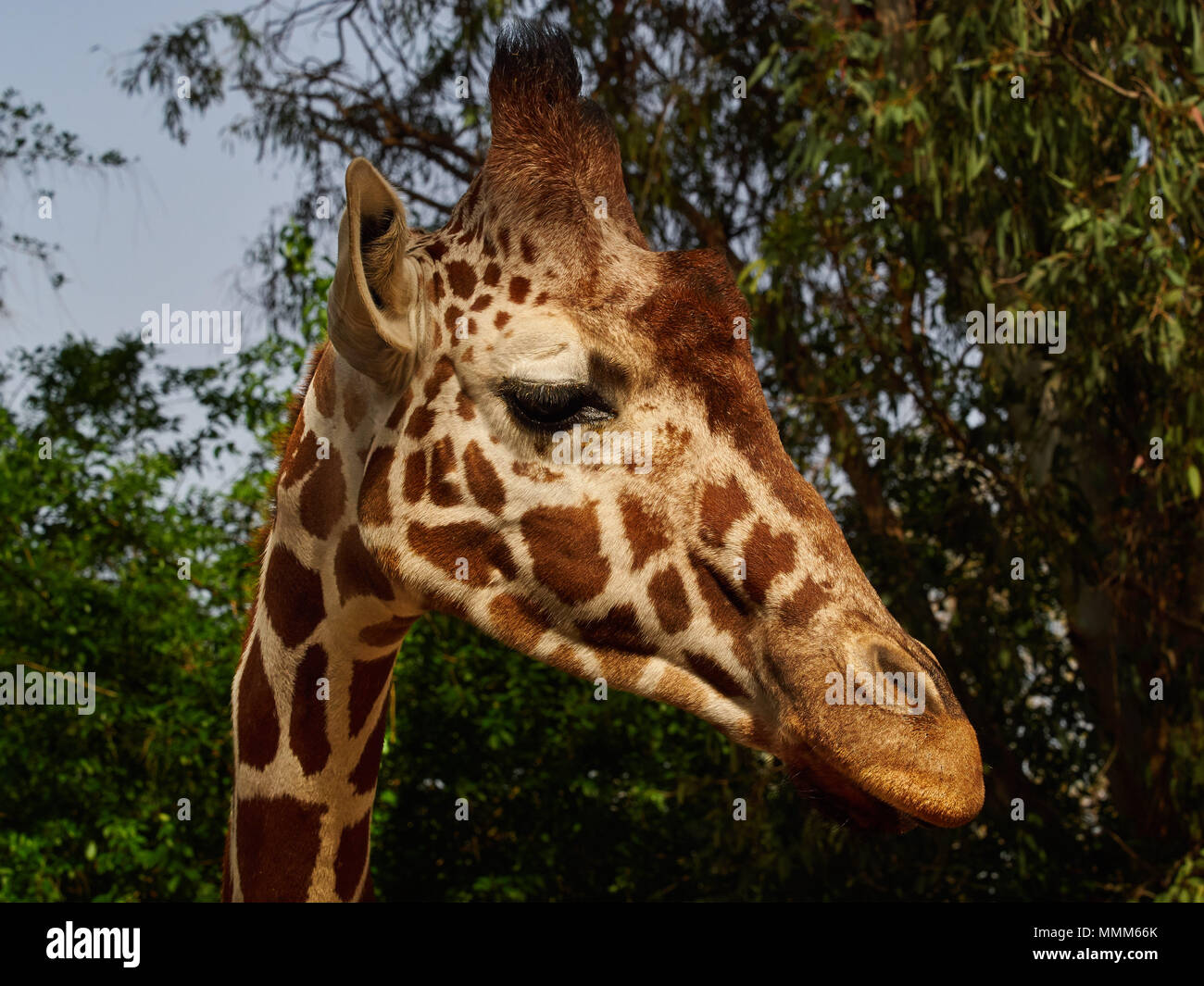 La tête d'une girafe est un long cou mince dans le contexte des arbres et du ciel. Banque D'Images