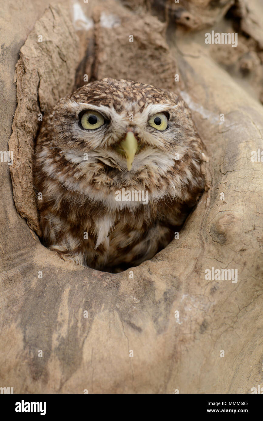 Owl dans l'arbre avec sa tête éclater d'un trou Banque D'Images