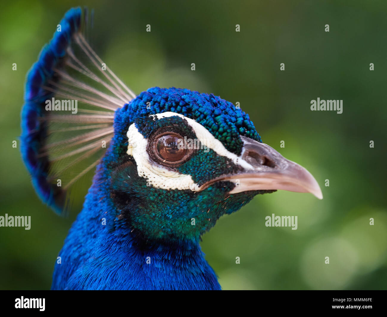 Beau plumage bleu, Peacock, chef décoré de plumes, portrait d'un oiseau sur un fond vert. Banque D'Images