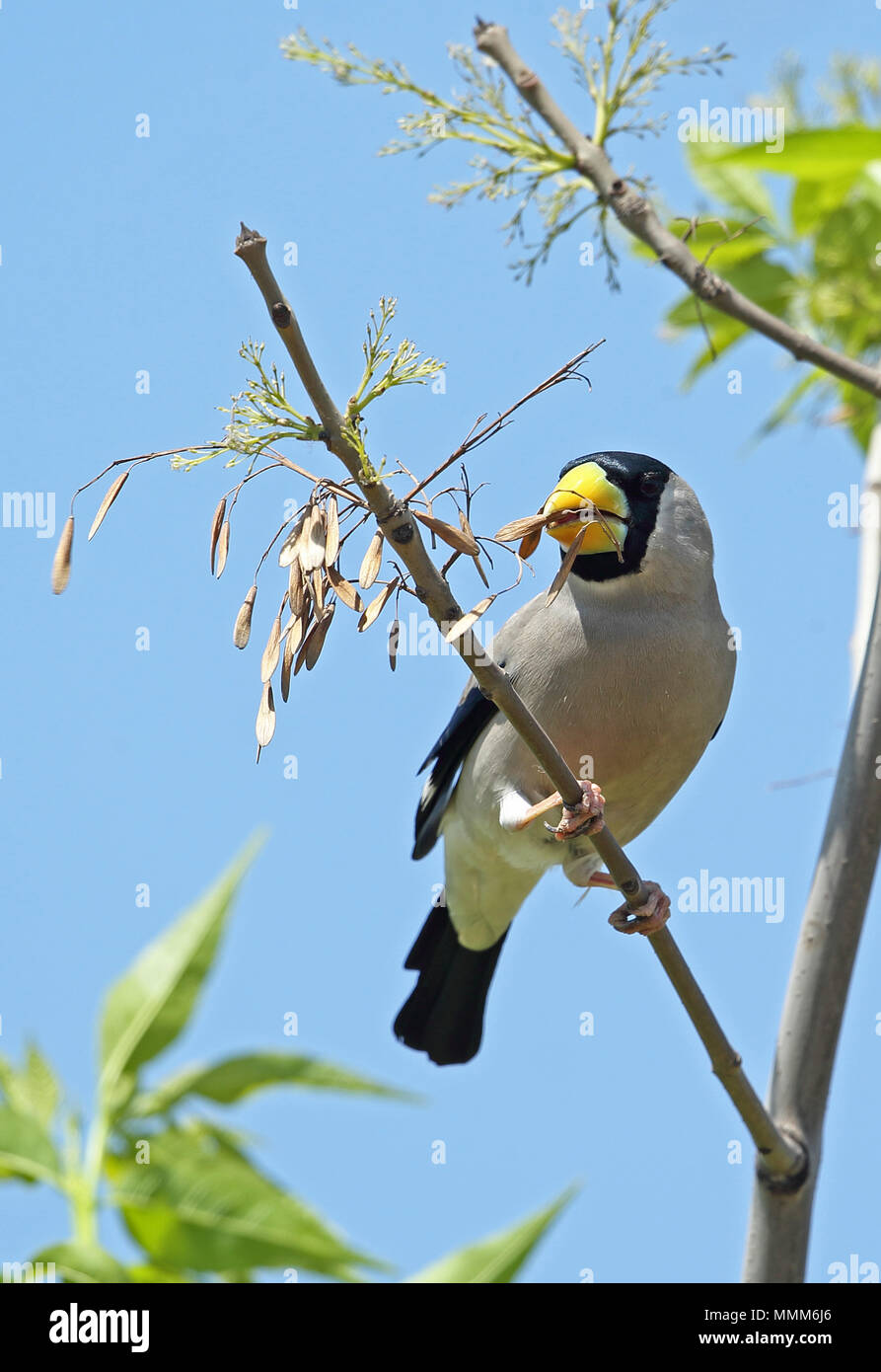 Gros-bec errant japonais (Eophona magnirostris) rersonata perché adultes se nourrissent de graines d'arbres dans le Hebei, Chine mai Banque D'Images