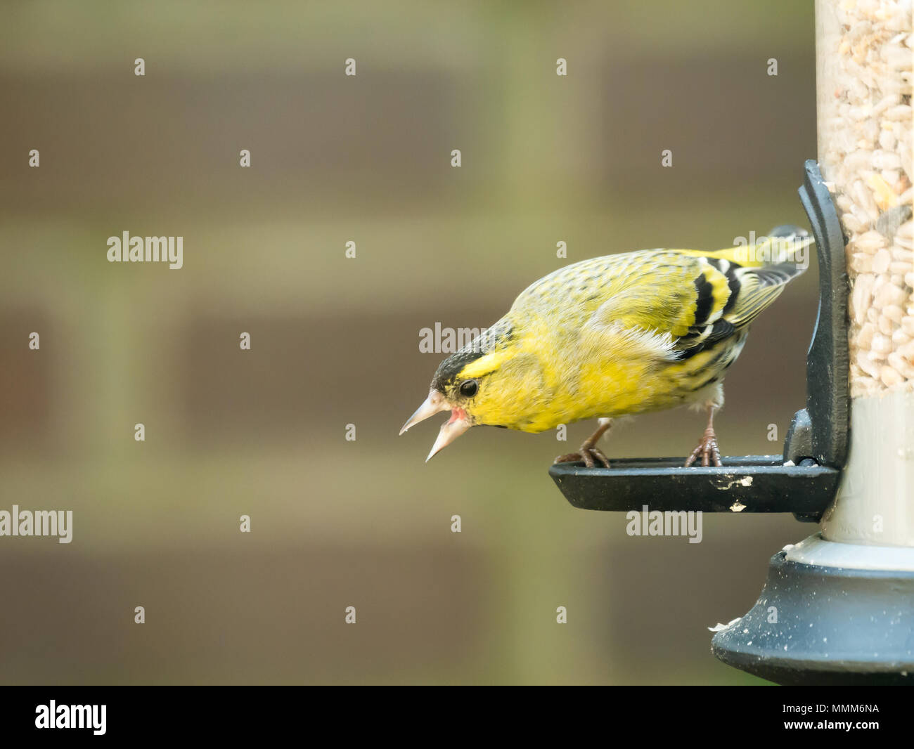 Mâle adulte, Spinus spinus siskin eurasien, assis à mangeoire dans jardin avec bec ouvert, Pays-Bas Banque D'Images