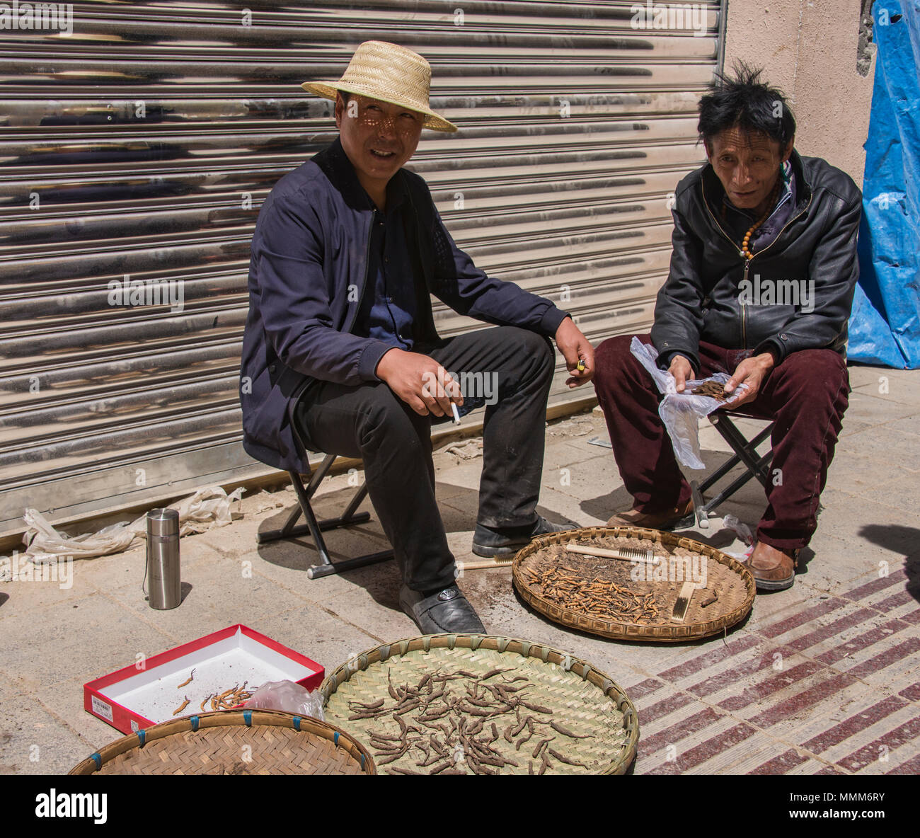 Yarsagumba (Cordyceps sinensis), un champignon caterpilar, également connu sous le nom de Viagra de l'Himalaya, extrait de 20 000 $ par kg sur les marchés chinois Banque D'Images