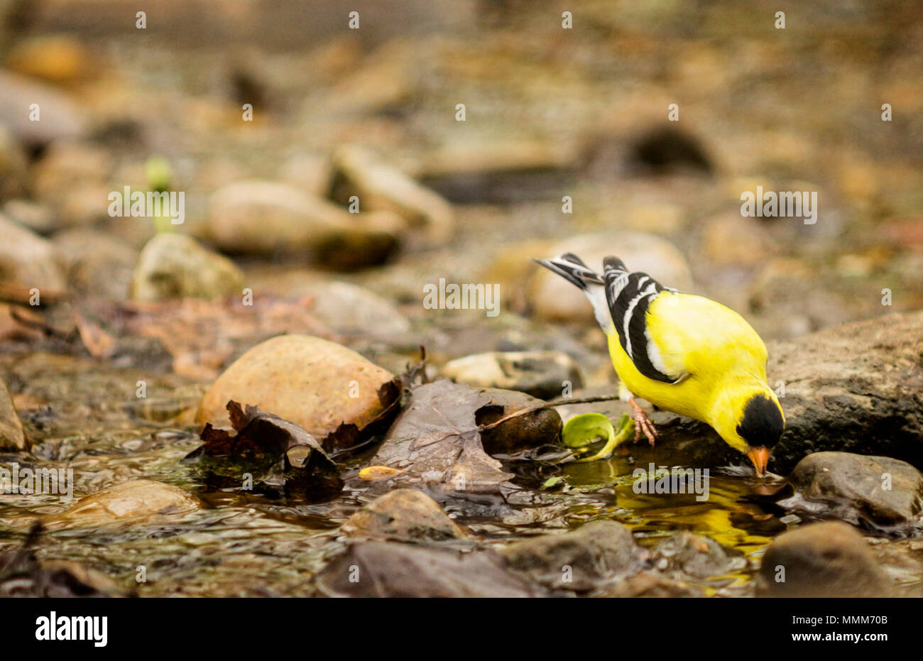 Un homme Finch jaune Chardonneret jaune ou obtenir un verre d'eau dans un petit ruisseau. Banque D'Images