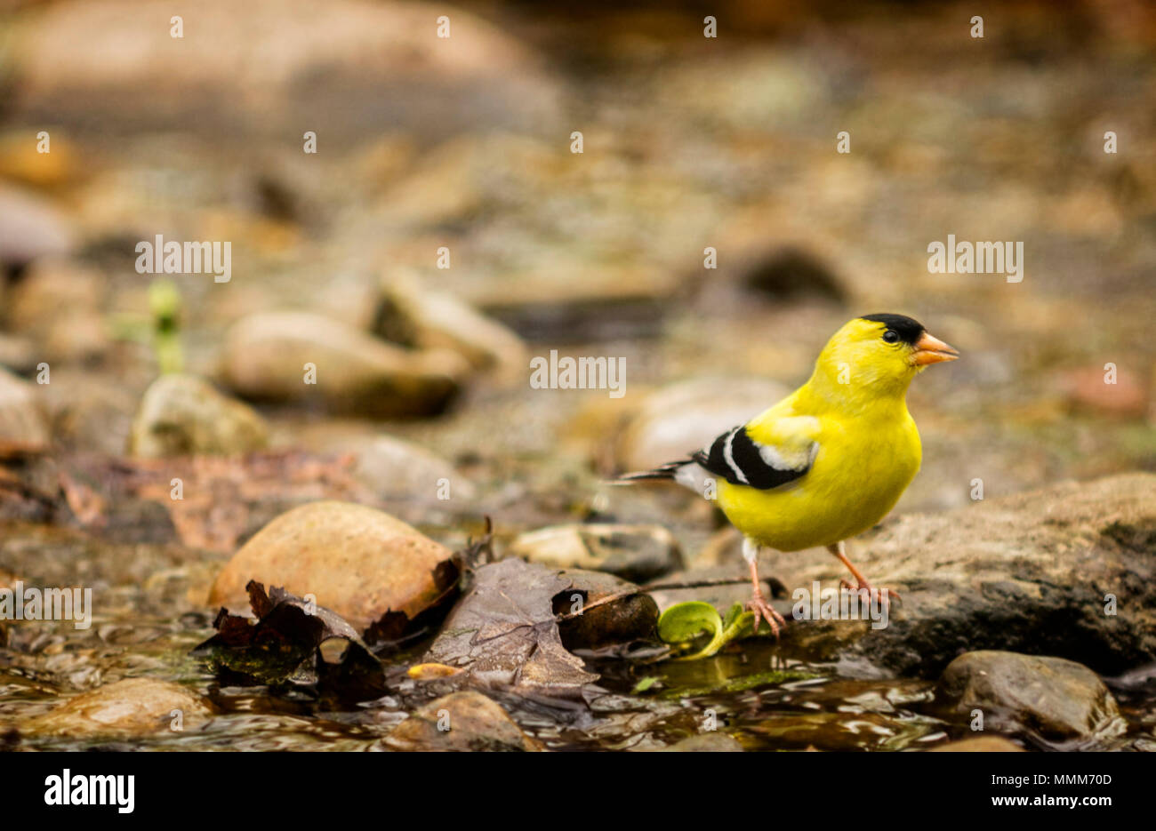 Un homme Finch jaune Chardonneret jaune ou obtenir un verre d'eau dans un petit ruisseau. Banque D'Images