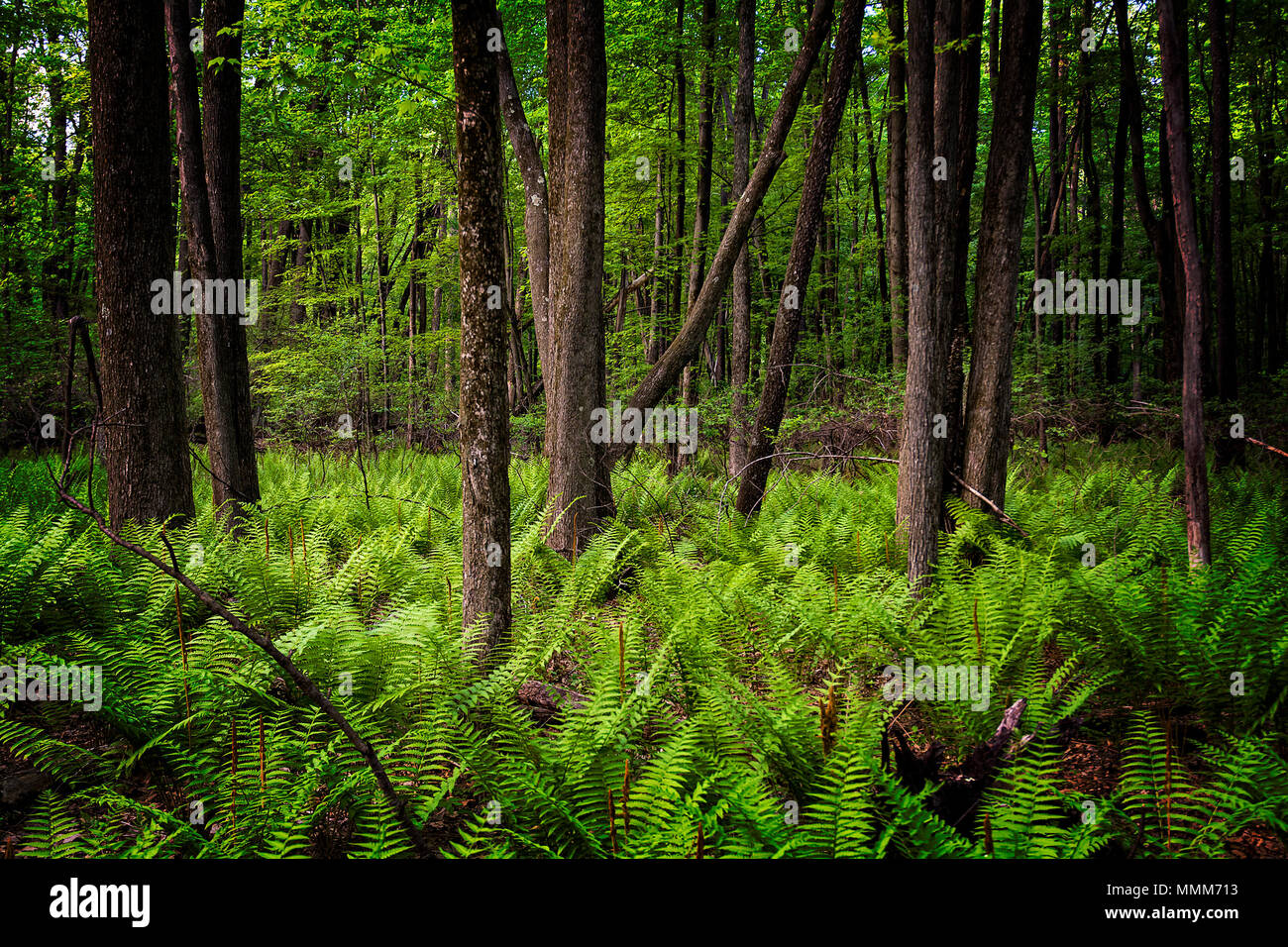 Des centaines de fougères sur le sol de la forêt au printemps. Vu à Oak Park dans l'Ohio Ouvertures Swanton. Banque D'Images