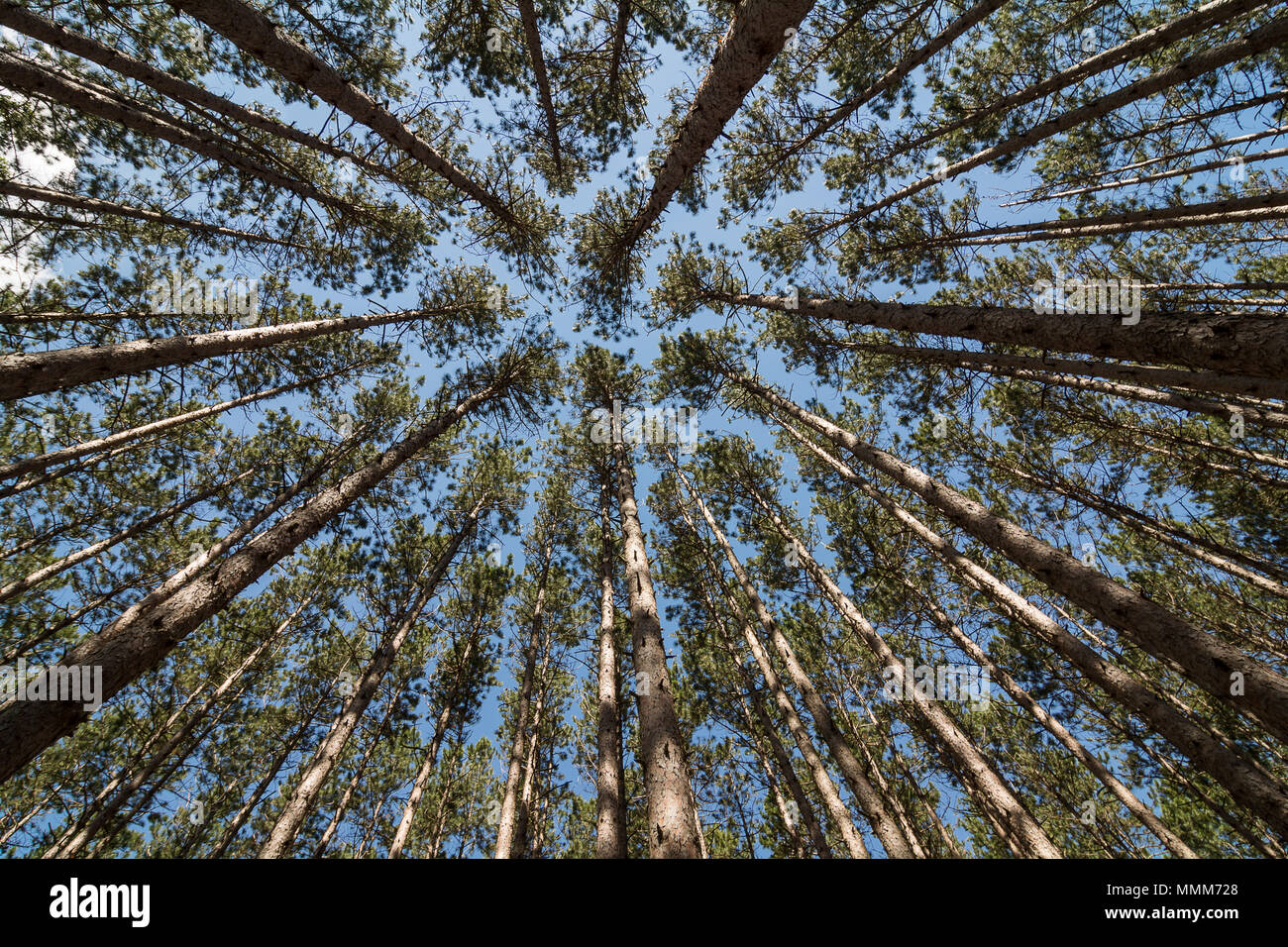 À la verticale par un peuplement de grands pins à un ciel bleu. Situé à Oak dans l'Ohio les ouvertures à un endroit connu sous le nom de 'Place'. Banque D'Images