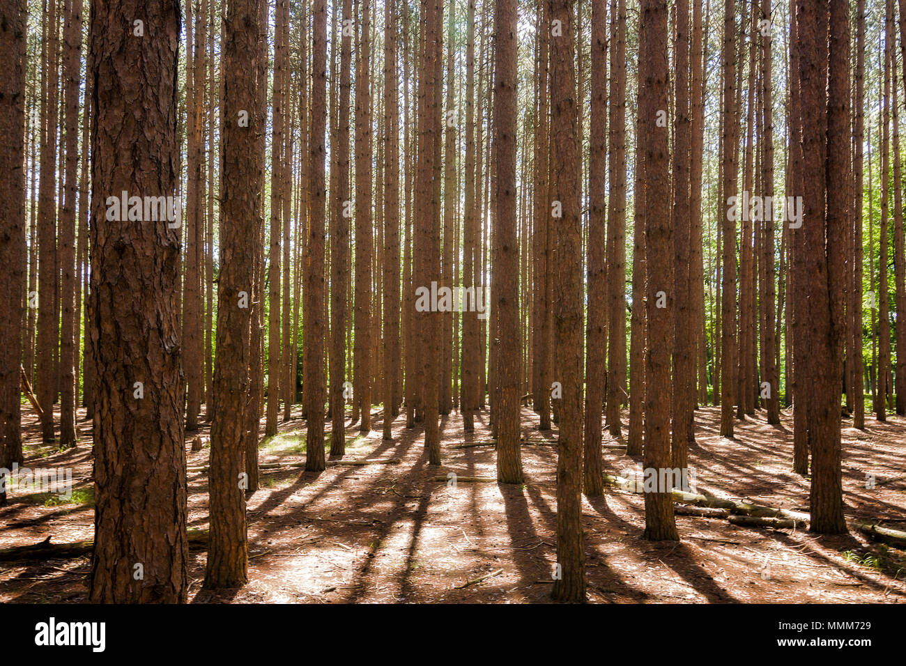 À la recherche sur un stand de grands pins. Situé à Oak dans l'Ohio les ouvertures à un endroit connu sous le nom de 'Place'. Banque D'Images