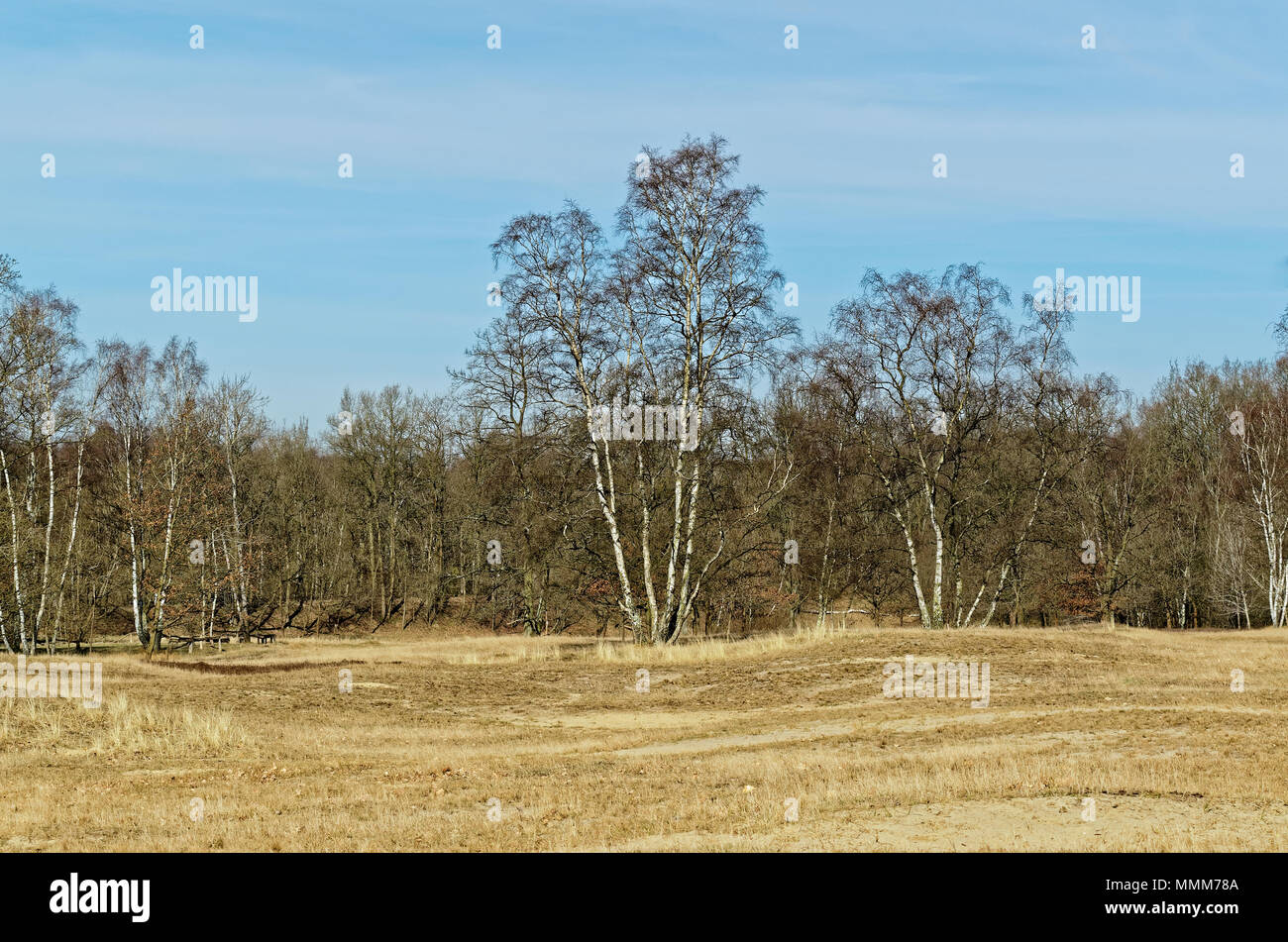 Beau paysage de printemps avec lonely arbres debout sous ciel bleu au bord d'un champ. Boberger Niederung nature reserve à Hambourg, Allemagne Banque D'Images