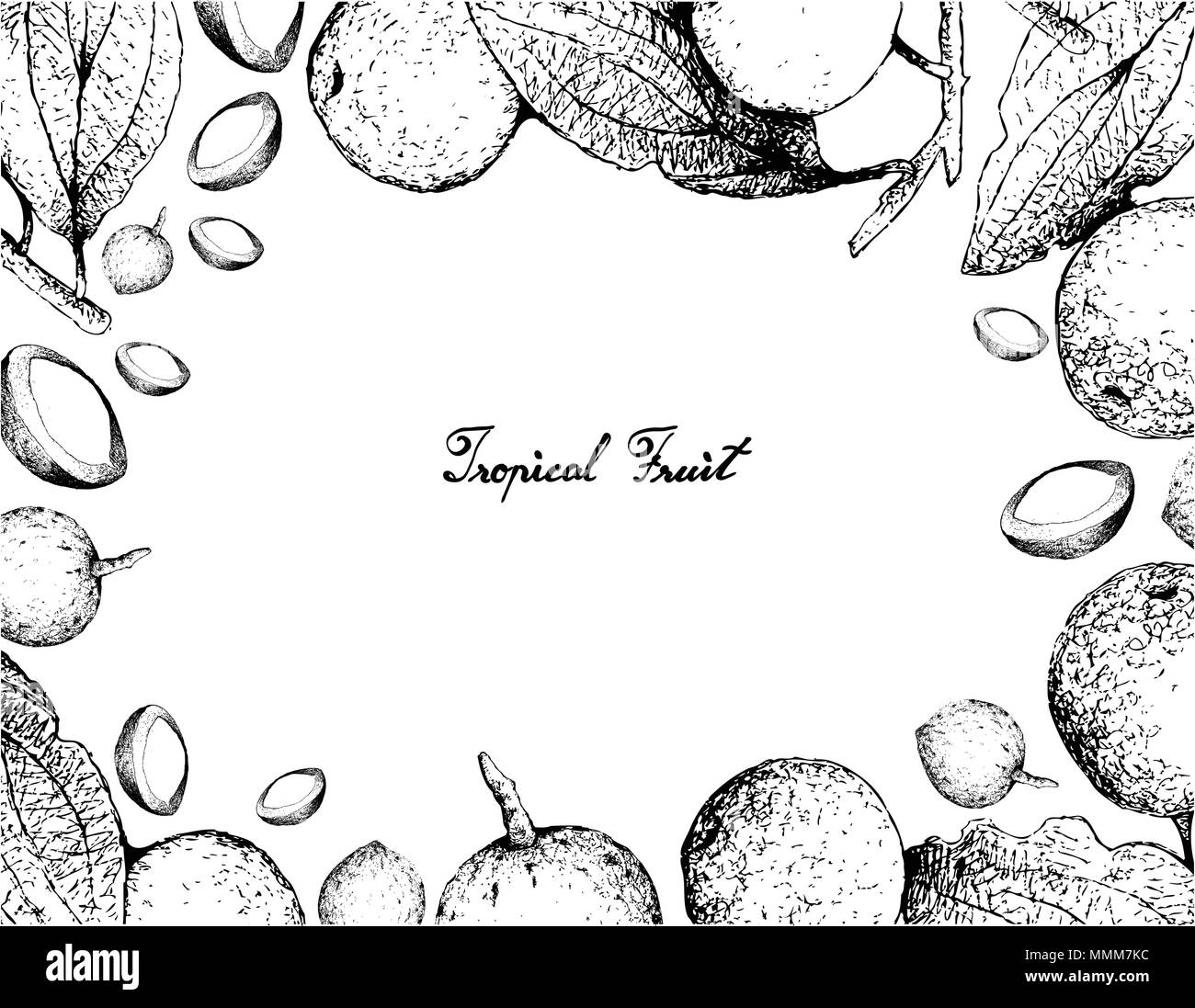 Fruits tropicaux, illustration du croquis à main Buffalo Thorn ou Ziziphus Mucronata Fruits isolé sur fond blanc. Riche en vitamine C avec l'Esse Illustration de Vecteur