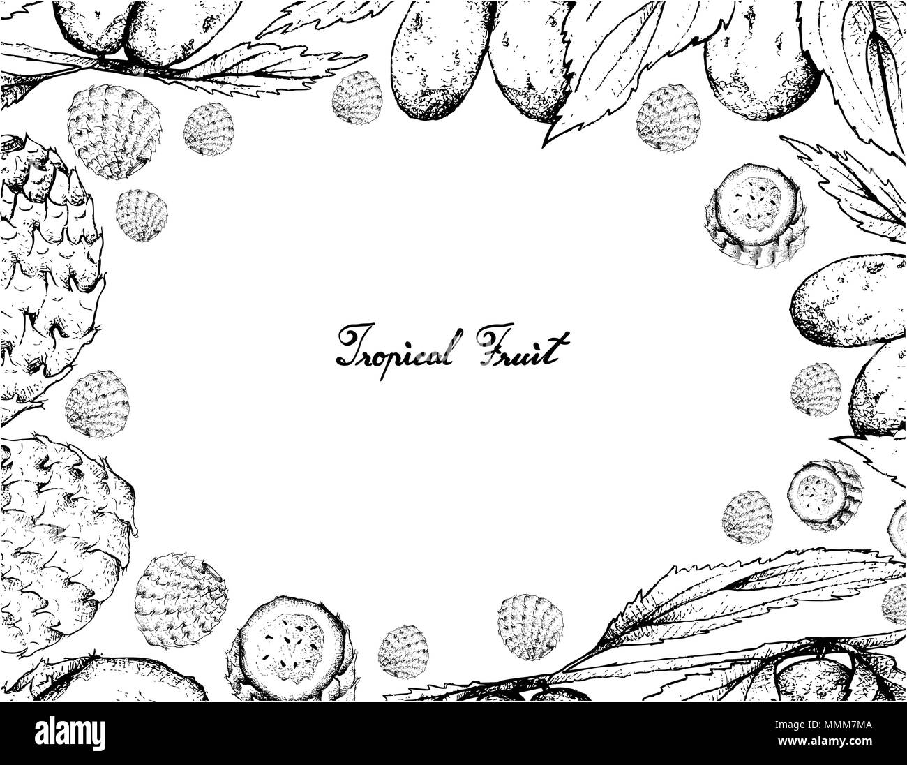Fruits tropicaux, Main Frameof Illustration Croquis Date chinois, ou ziziphus jujuba jujubier et Cactus Copao ou Eulychnia Breviflora Fruits isoler Illustration de Vecteur
