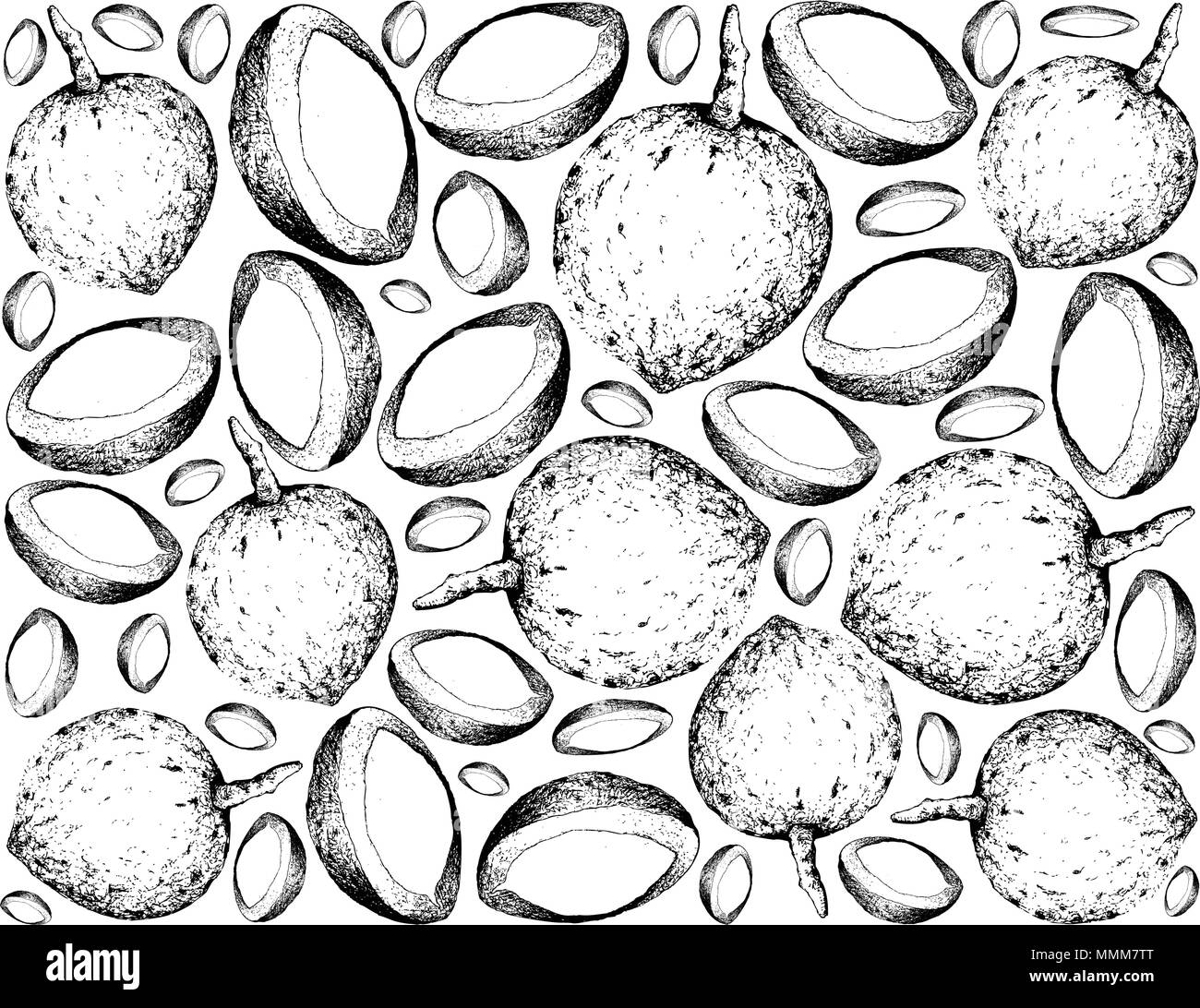 Fruits tropicaux, Illustration Wallpaper de croquis à main Bacuri ou Platonia Insignis Fruits isolé sur fond blanc. Illustration de Vecteur