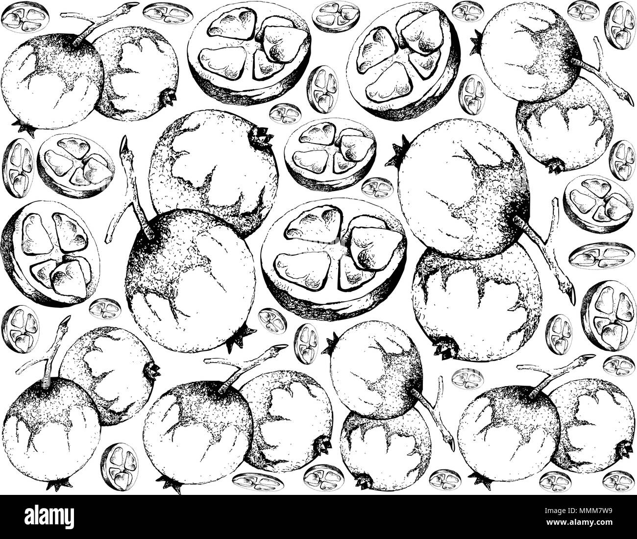 Fruits tropicaux, Fond d'illustration de l'esquisse dessinée à la main de Baga Macaco ou Posoqueria Latifolia Fruits isolé sur fond blanc. Illustration de Vecteur