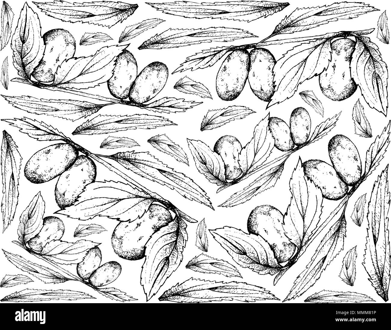 Fruits tropicaux, Fond d'illustration de l'esquisse dessinée à la main Date de Chinois, jujube ou ziziphus jujuba fruit isolé sur fond blanc. En haut Vitam Illustration de Vecteur