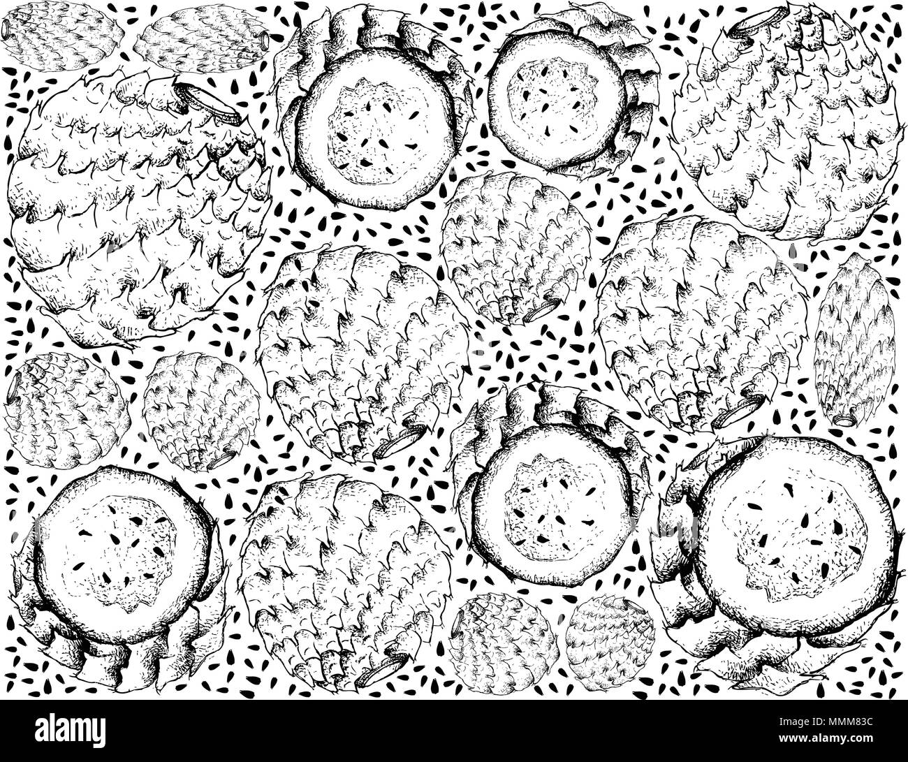 Fruits tropicaux, Fond d'illustration de l'esquisse dessinée à la main doux et mûrs Cactus Copao ou Eulychnia Breviflora Fruits isolé sur fond blanc. Illustration de Vecteur