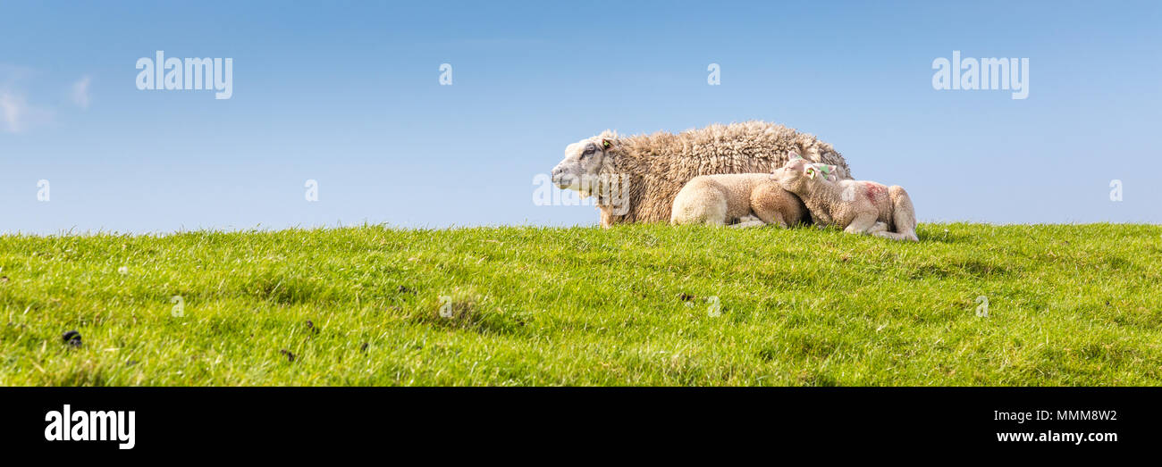 Peu d'agneau couché dans l'herbe Banque D'Images