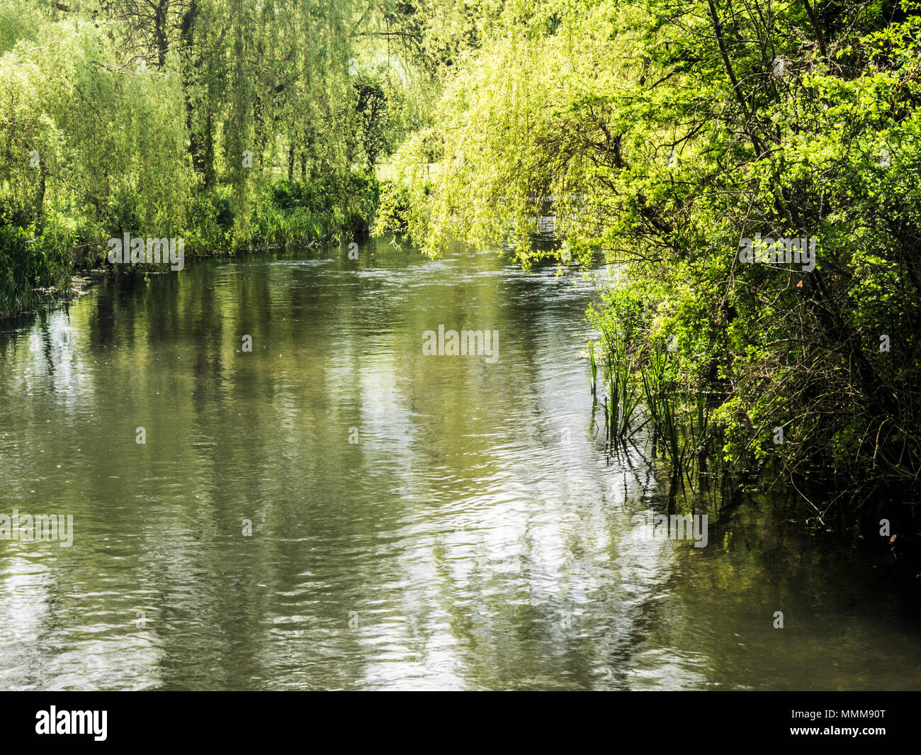 Un jour de printemps ensoleillé le long de la rivière Kennett dans le Wiltshire. Banque D'Images