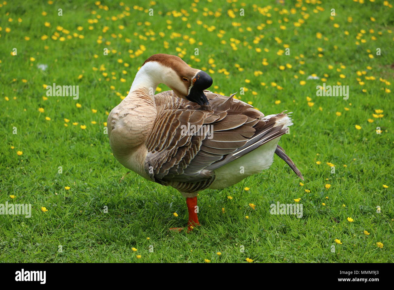 Brown goose chinois au lissage sur une prairie de renoncule Banque D'Images