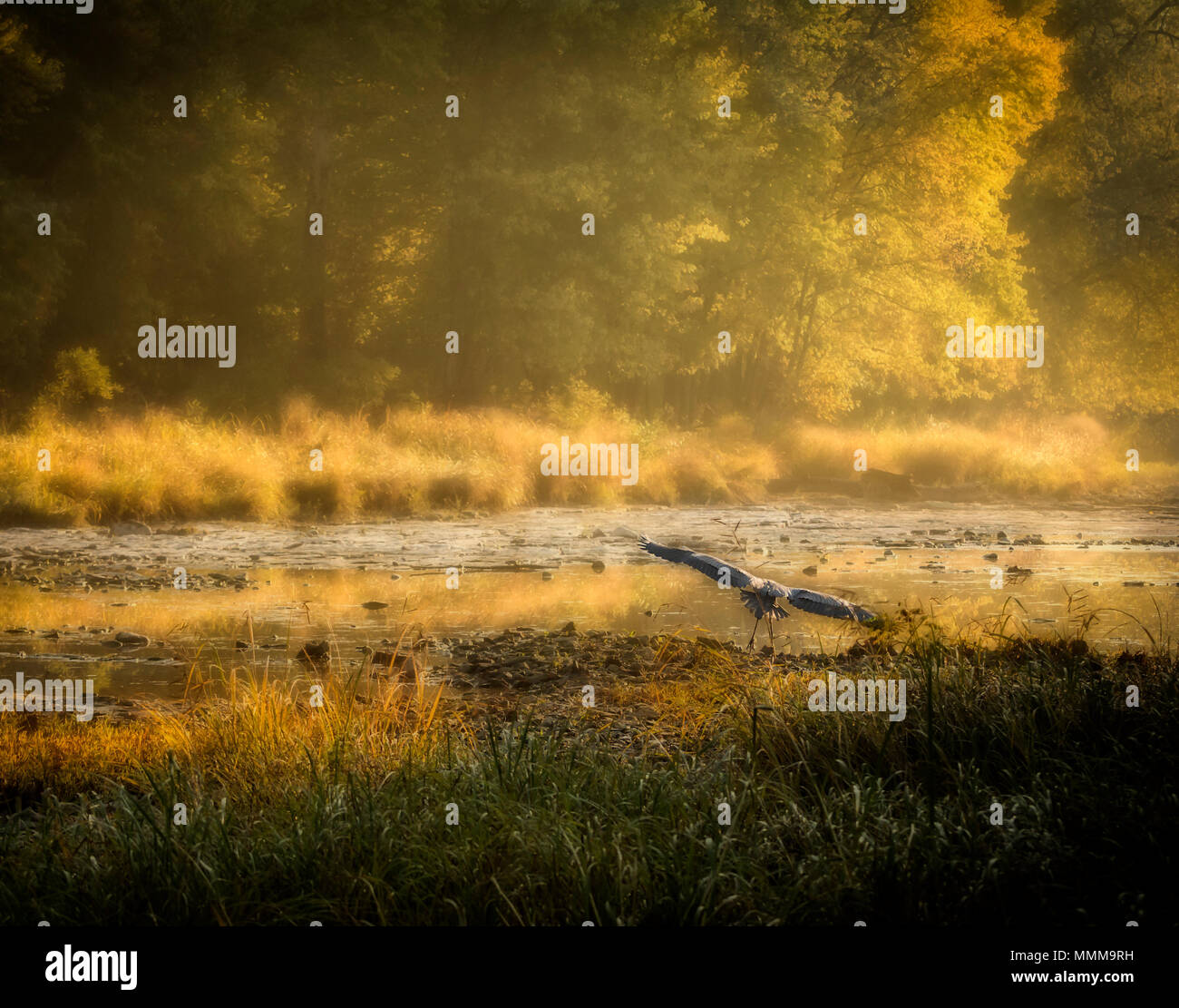 Pris sur la pittoresque rivière Maumee dans le nord-ouest de l'Ohio. Un grand héron bleu volant à basse altitude au-dessus de la rivière qui est entouré d'arbres aux couleurs de l'automne. Banque D'Images