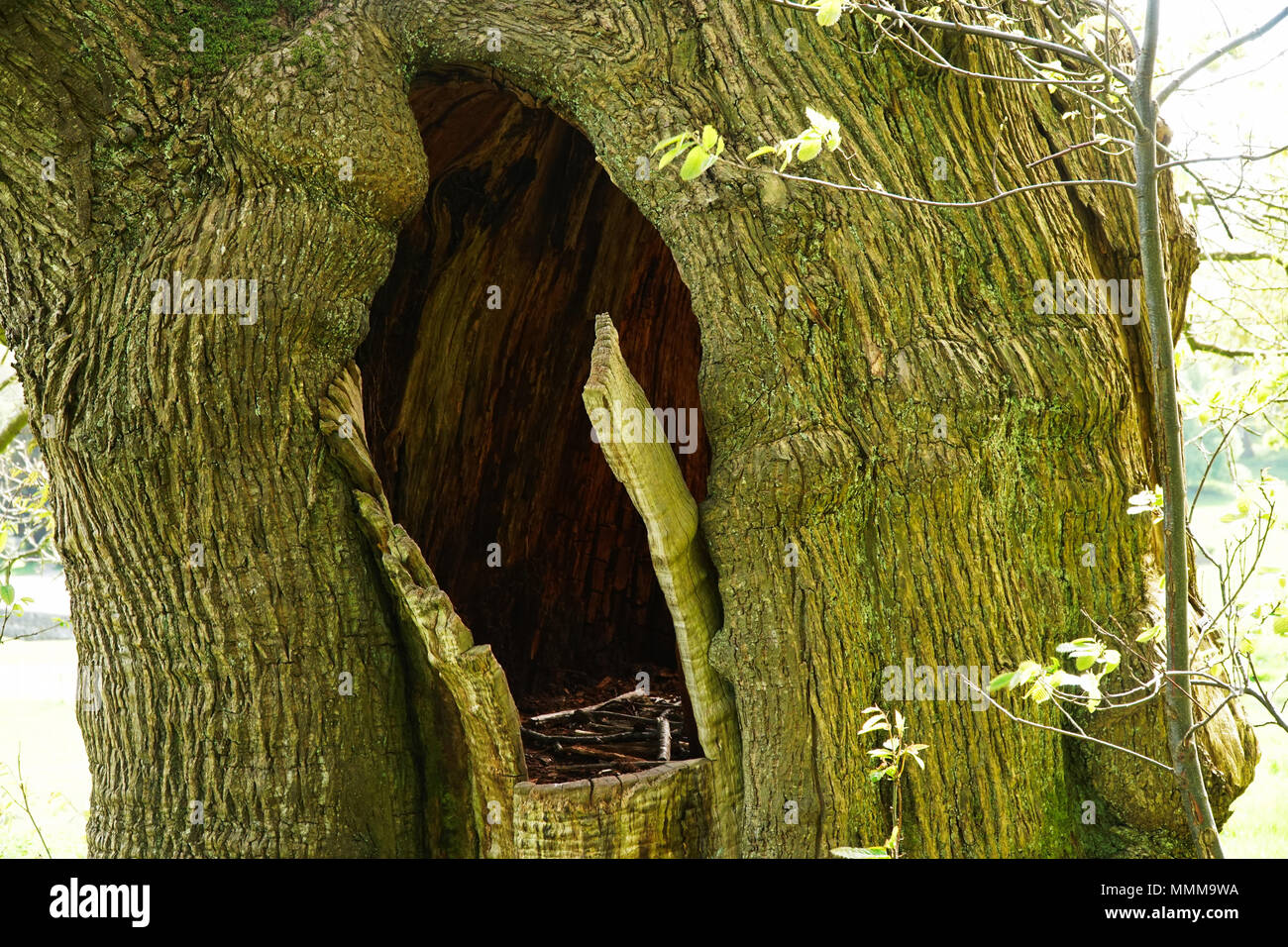Tronc d'arbre avec grand trou Banque D'Images