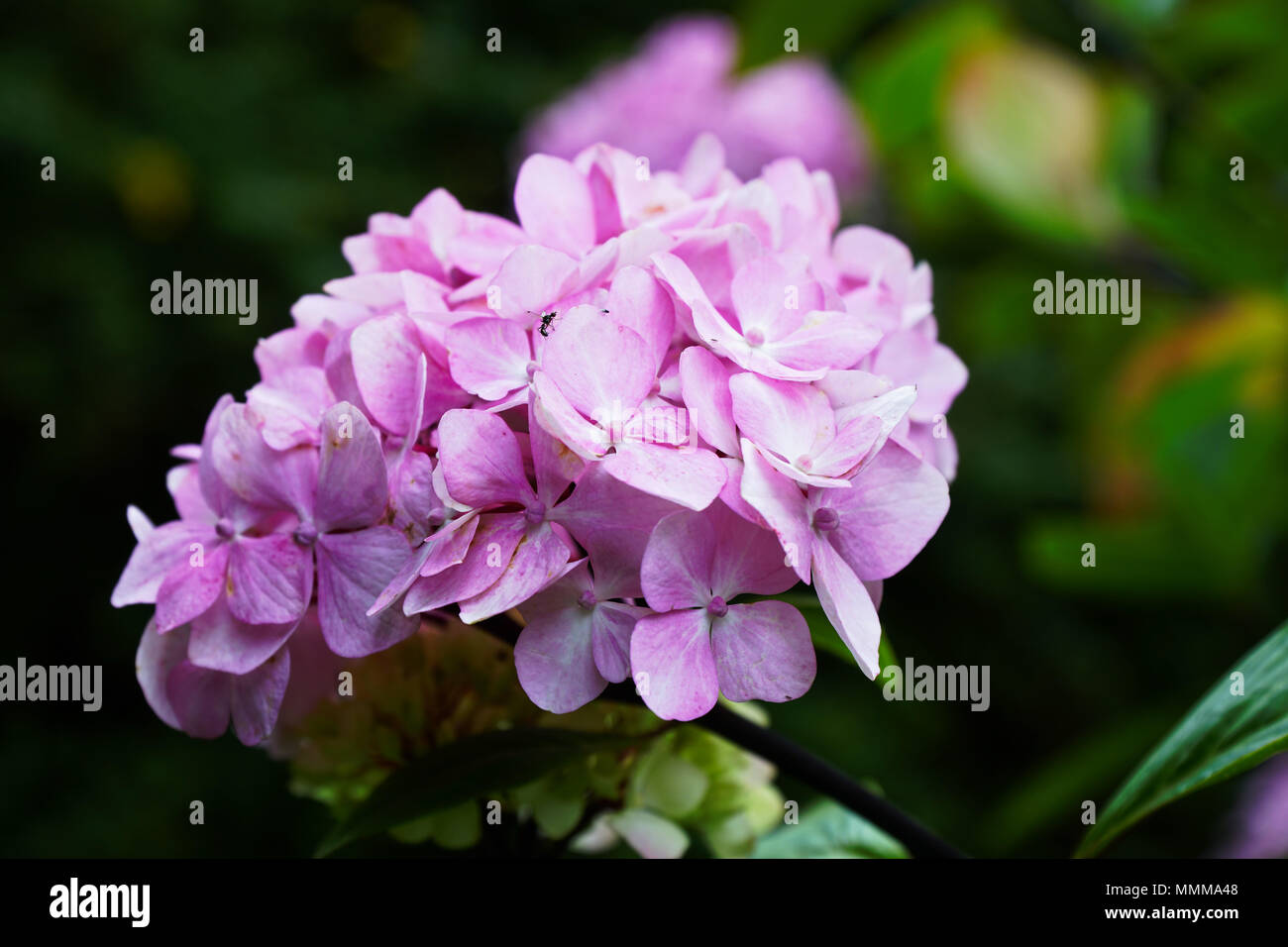 Hortensia rose capitule Close-Up Banque D'Images