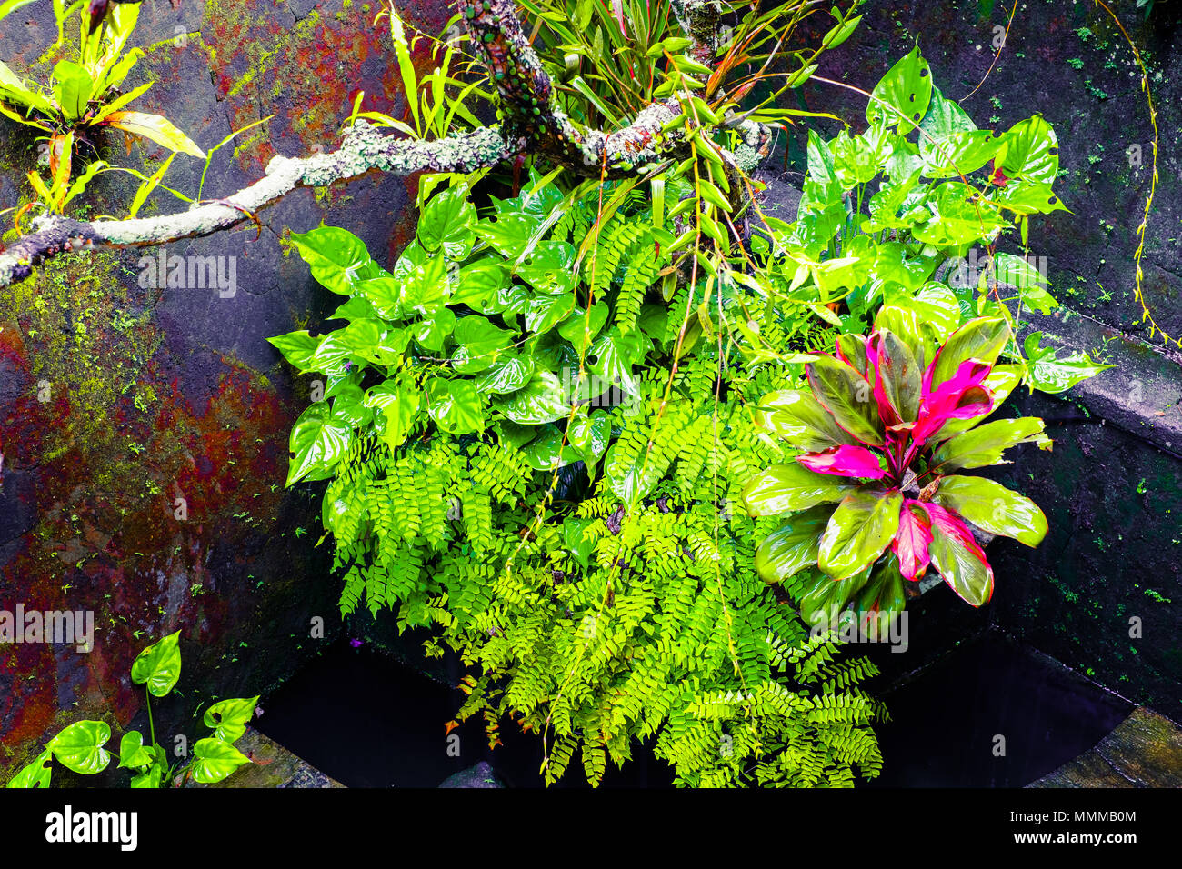 Mur humide moussus et de plantes tropicales à saison des pluies. Arrière-plan de la nature tropicale Banque D'Images
