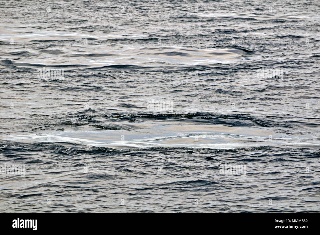 Empreintes de deux baleines à bosse, Megaptera novaeangliae, Maui, Hawaii, USA Banque D'Images