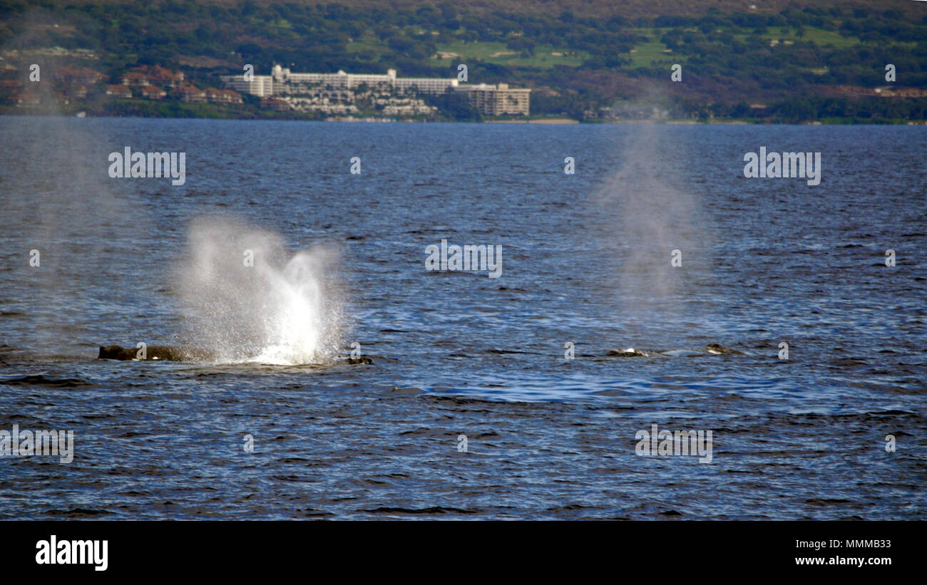 Les baleines à bosse, Megaptera novaeangliae, souffle sur la surface de l'océan, Maui, Hawaii, USA Banque D'Images