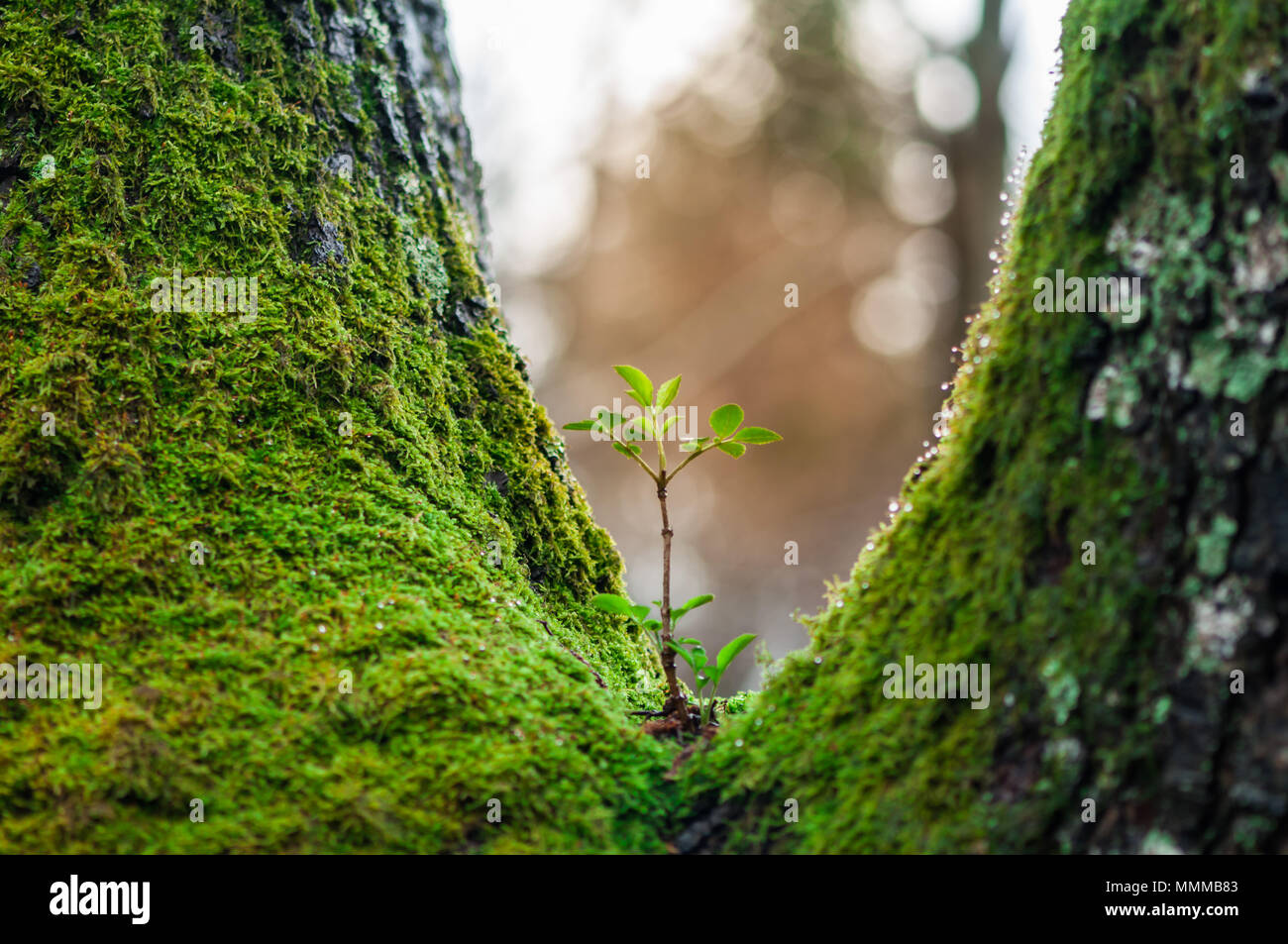 Les jeunes d arbre poussant sur un autre arbre. Nouvelle vie. Le concept de renaissance. Banque D'Images