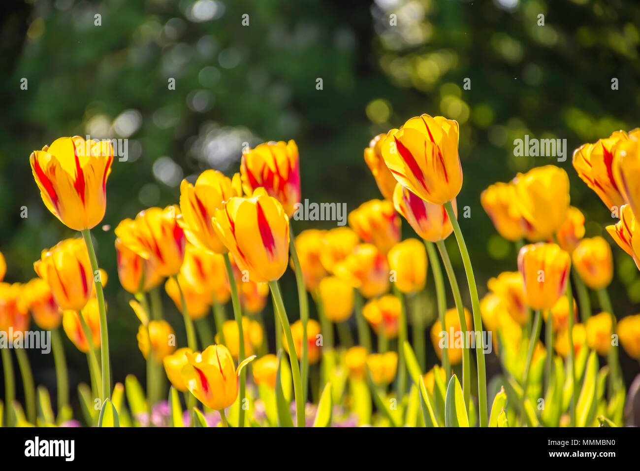 Tulipes rouges et jaunes sur lit de fleur à Brecon park,Lichfield, UK.Beautiful british des fleurs au printemps. Les couleurs saturées, dynamique, arbres flous . Banque D'Images