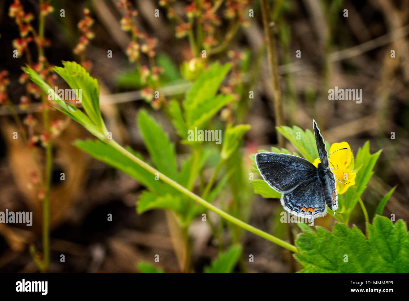 Une photo en gros plan d'un papillon bleu à queue jaune sur une fleur. Banque D'Images