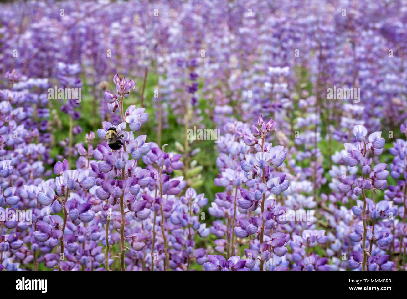 Un champ de lupin bleu sauvage dans une nature préservée dans l'Ohio. Une abeille est vu la collecte necteur à partir d'une fleur. Banque D'Images