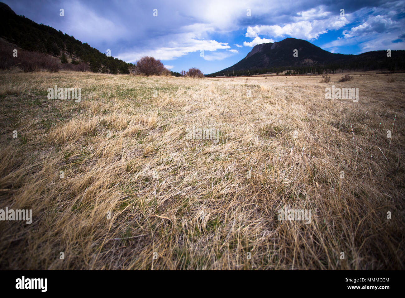Vue depuis le Parc National des Montagnes Rocheuses du Colorado avec montagnes en arrière-plan de pré herbeux. Banque D'Images