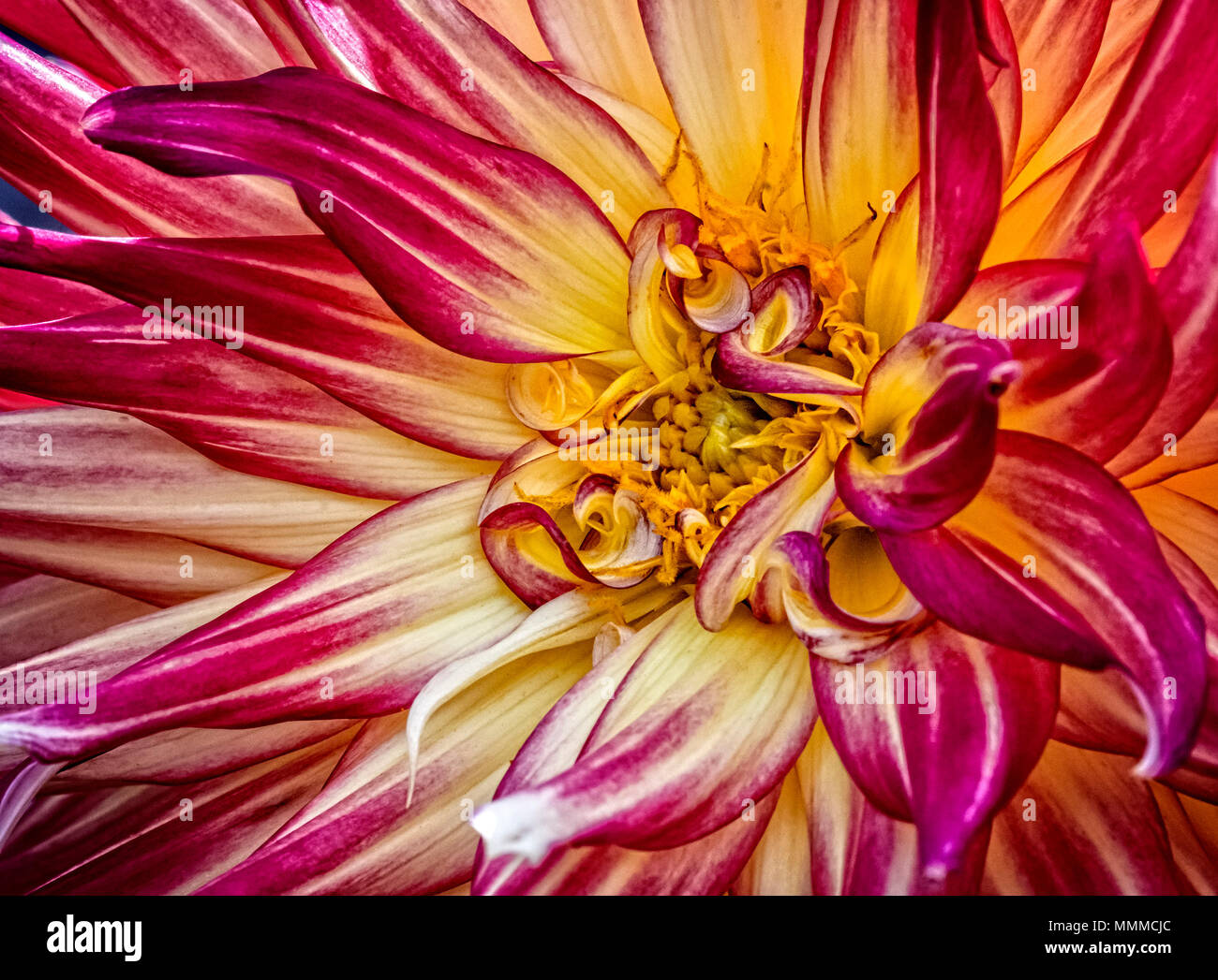 La photo en gros plan d'une fleur Dahlia colorés en pleine floraison. Banque D'Images