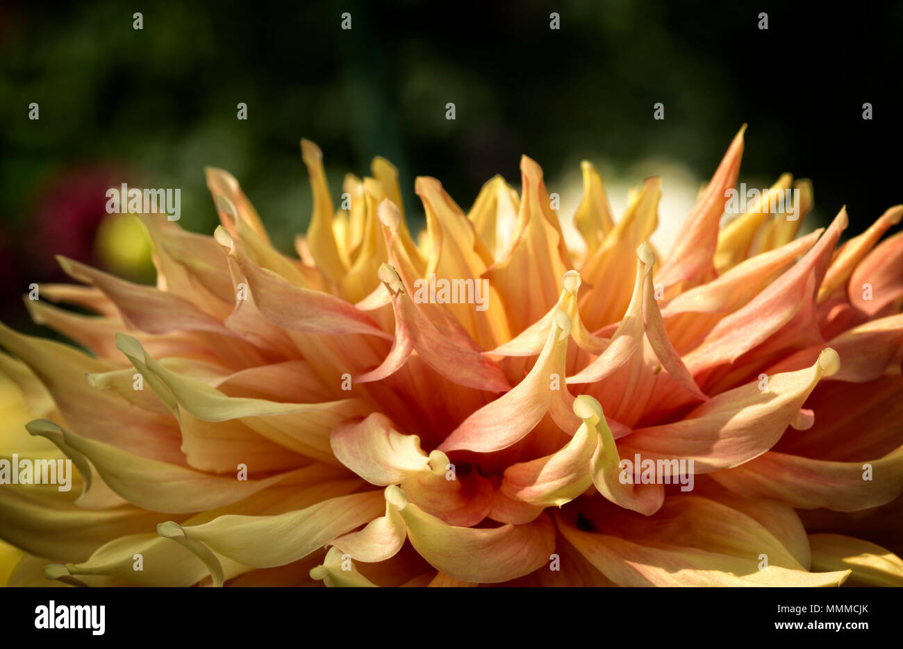 La photo en gros plan d'une fleur Dahlia colorés en pleine floraison. Banque D'Images