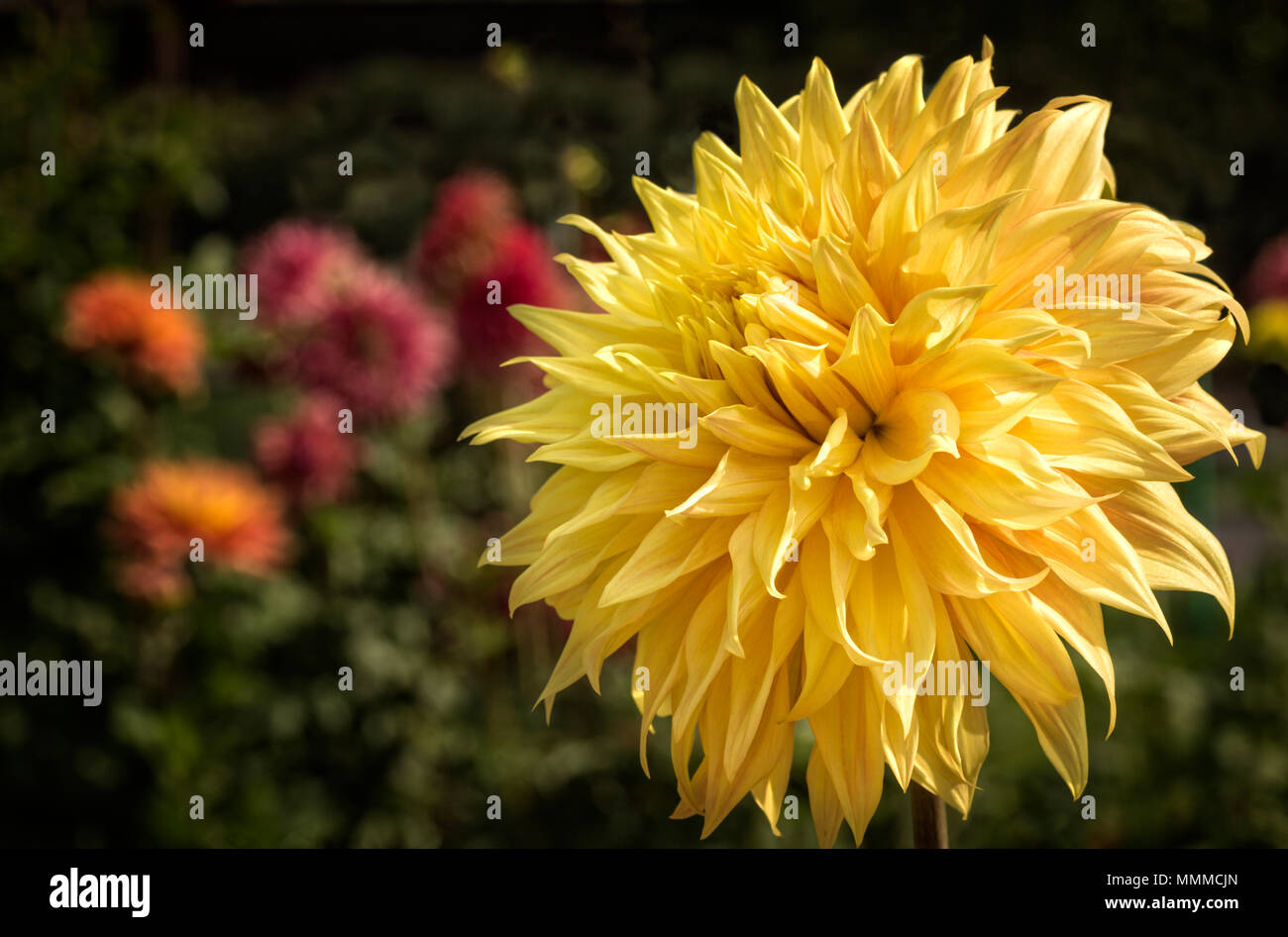 La photo en gros plan d'une fleur Dahlia jaune coloré en pleine floraison. Banque D'Images