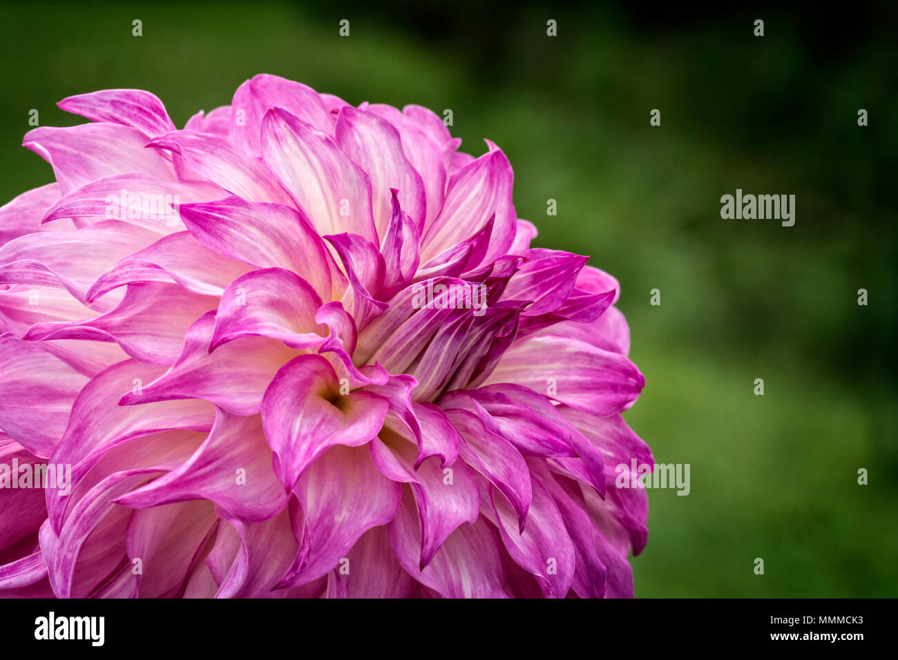 La photo en gros plan d'une fleur Dahlia colorés en pleine floraison. Banque D'Images