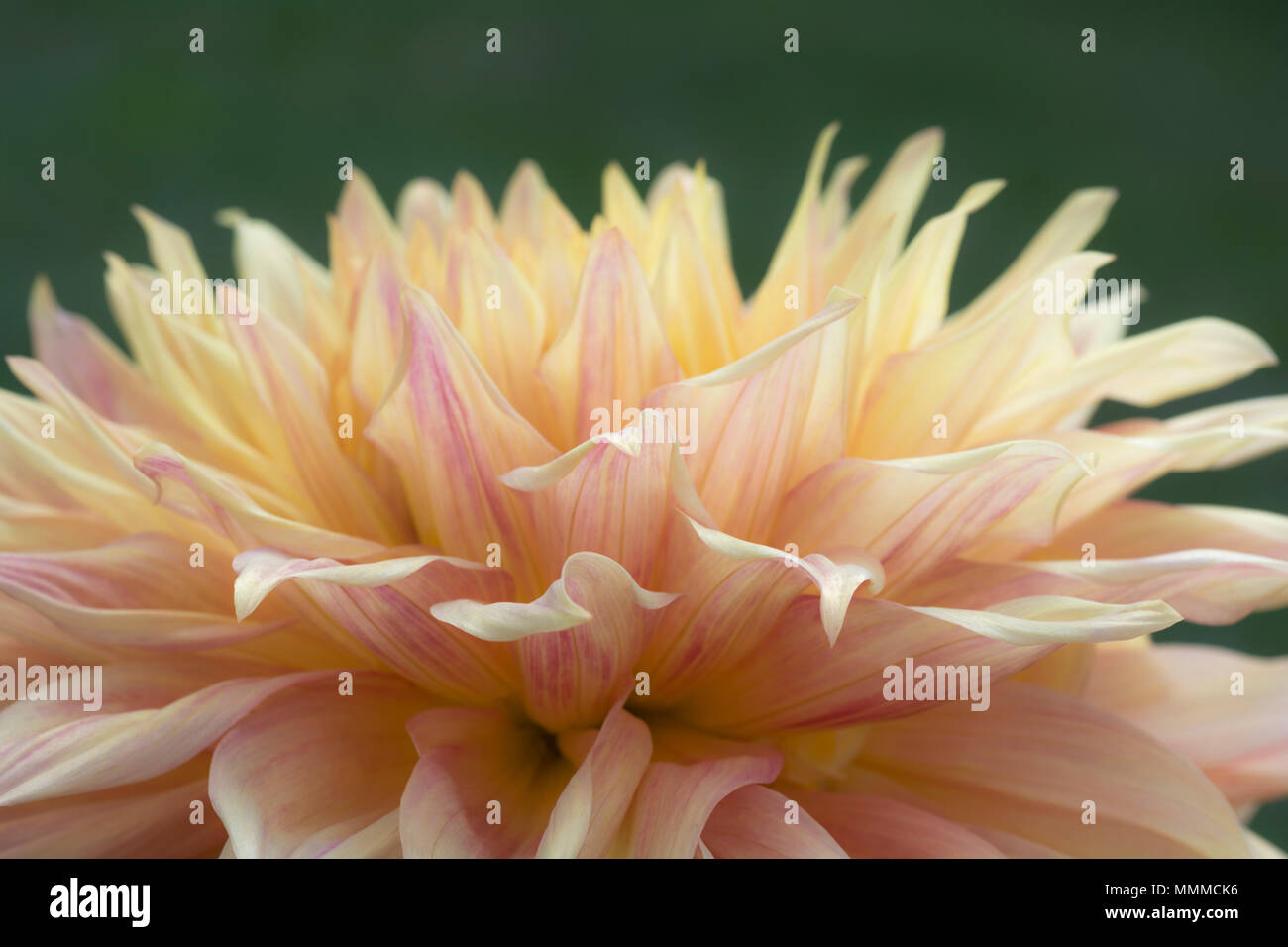 La photo en gros plan d'une fleur Dahlia colorés en pleine floraison. Banque D'Images