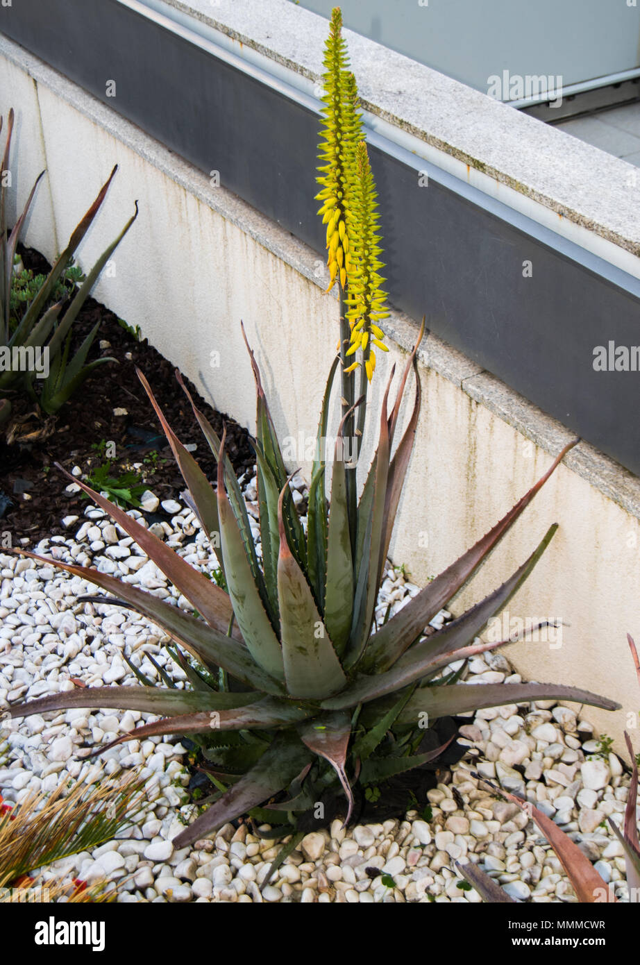 L'aloe vera, Aloe Barbadensis fleur plante jaunâtre Banque D'Images