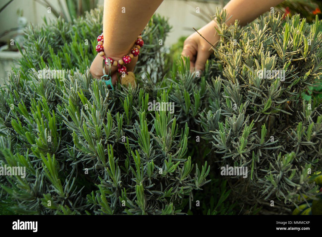 Les enfants à la recherche de bogues dans le jardin avec les mains dans le jardin de lavande Banque D'Images