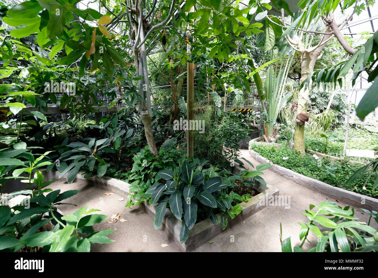 Vue intérieure de la serre tropicale, Orto Botanico di Roma ou le jardin botanique de Rome. Construit dans les années 1990, les espèces de plantes hôtes à effet de f Banque D'Images