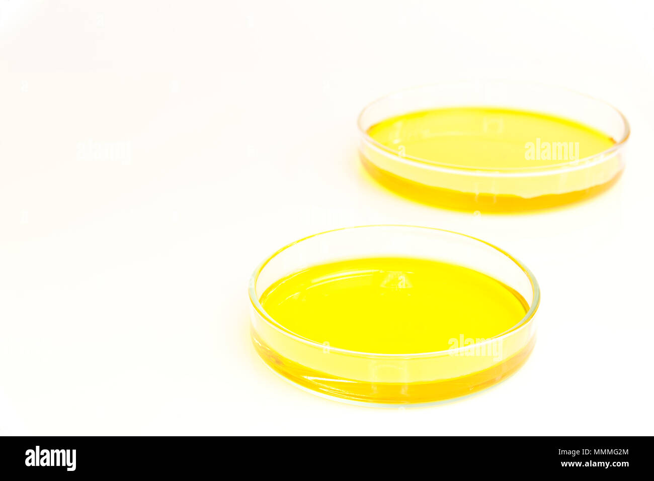 Boîtes de Pétri (petridishes) de solution de dichromate de potassium liquide jaune isolé sur fond blanc. Concept scientifique Science Banque D'Images