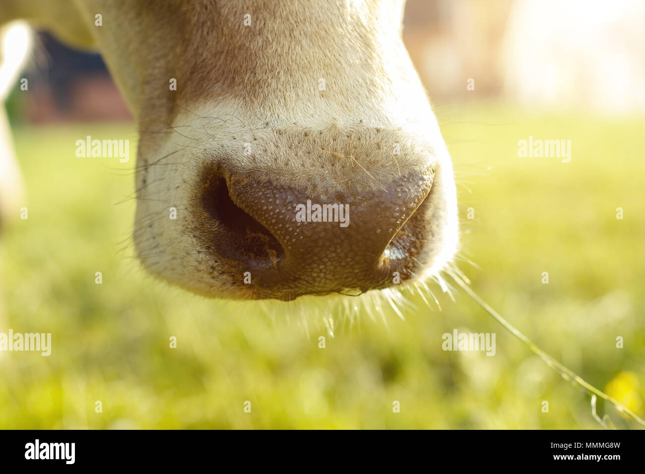 Museau de vache humide dans la lumière du soleil Banque D'Images